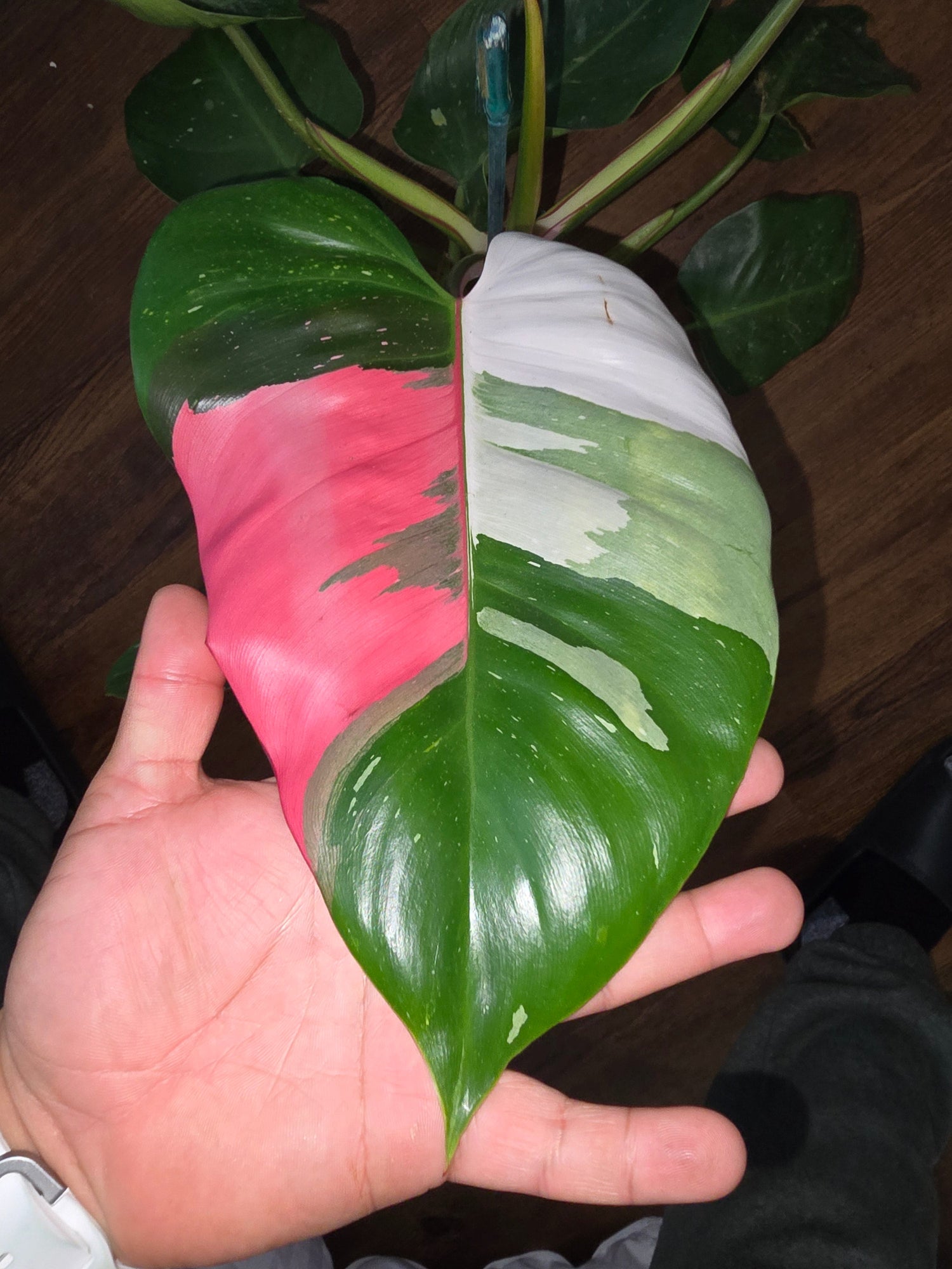 Unicorn 🦄  Plants