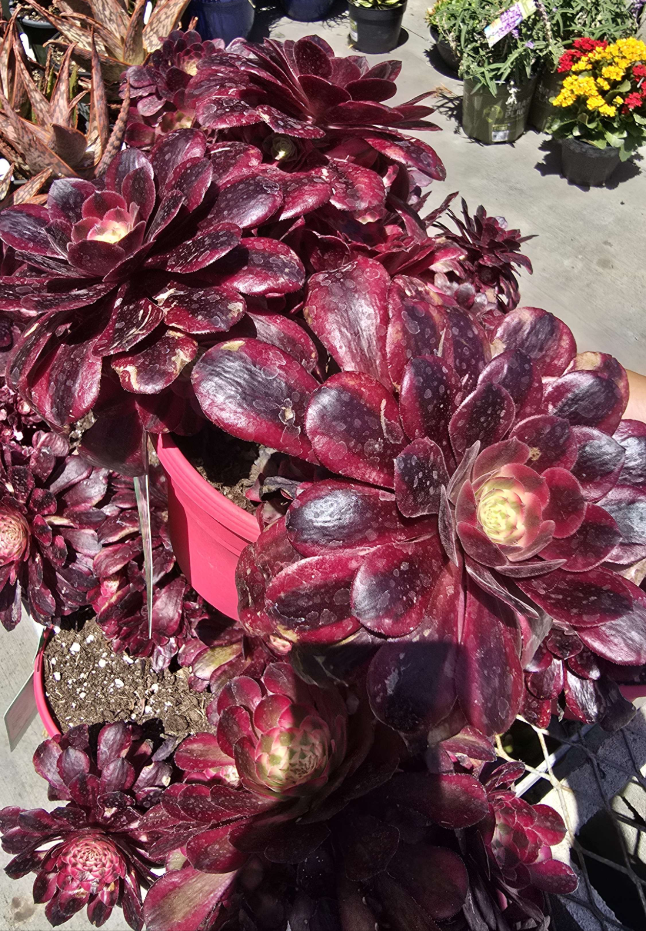 Aeonium Medusa Succulent Plant in 6 inch | Variegated Live Plant | Spiral Rosette | Rare Succulent Indoor or Outdoor | Easy Care | Drought Tolerant