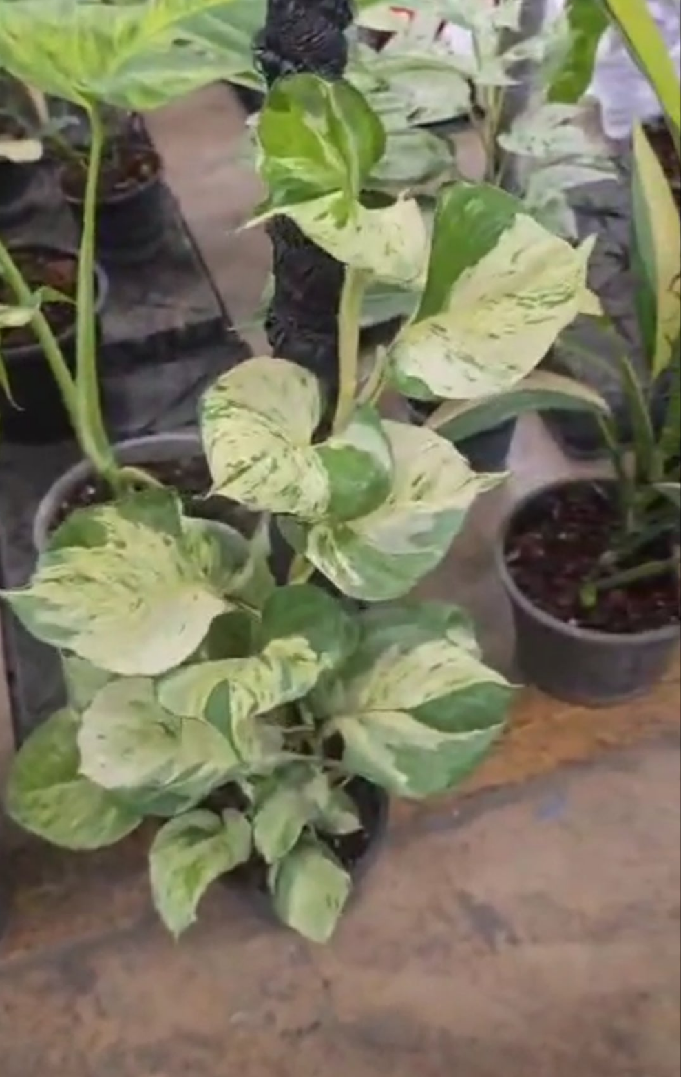 Snow Queen pothos roots in moss, growing vertical
