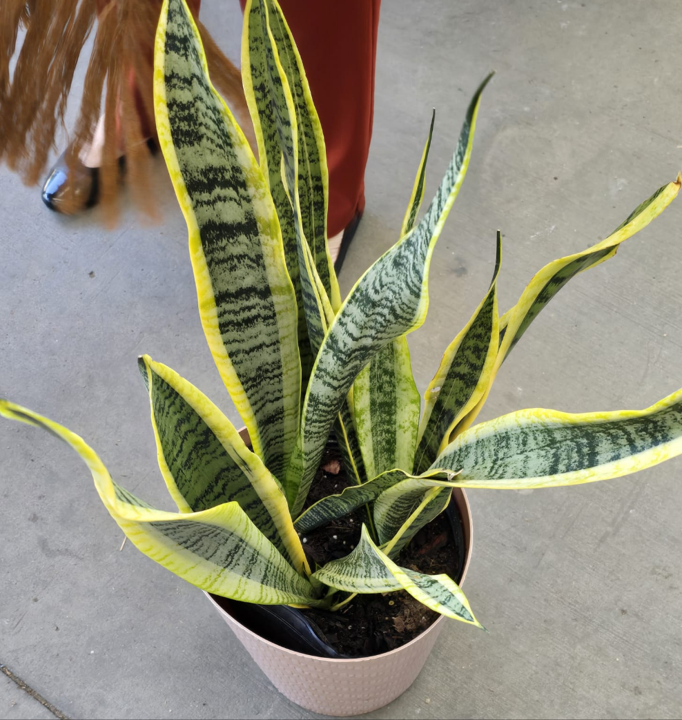 Dracaena trifasciata, also known as the snake plant in 8 inch pot