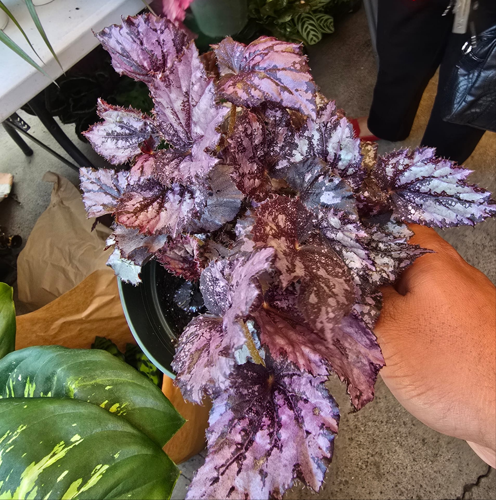 Painted-leaf begonia I'm 6 inch pot