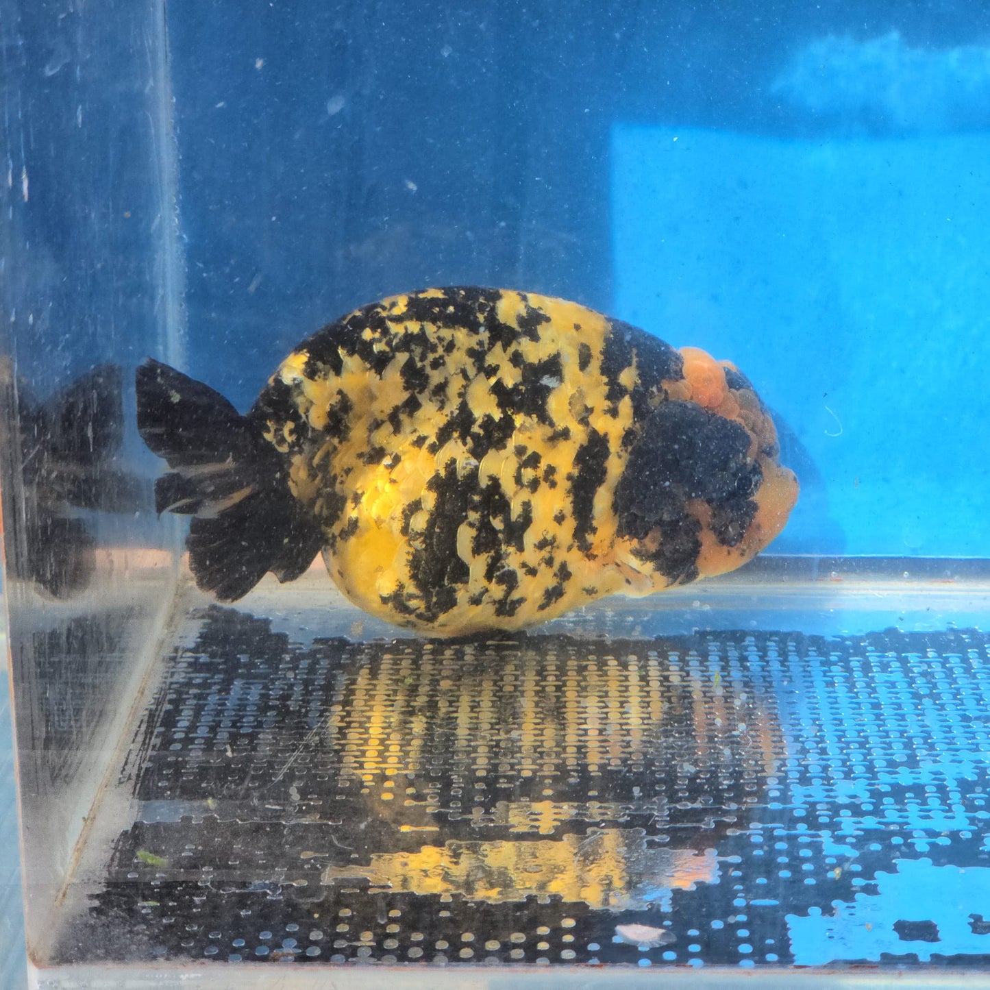 (RAN-12-AA/AAA) Kirin Ranchu High Quality Wholesale Bag - Pick Size and Quantity in Bag