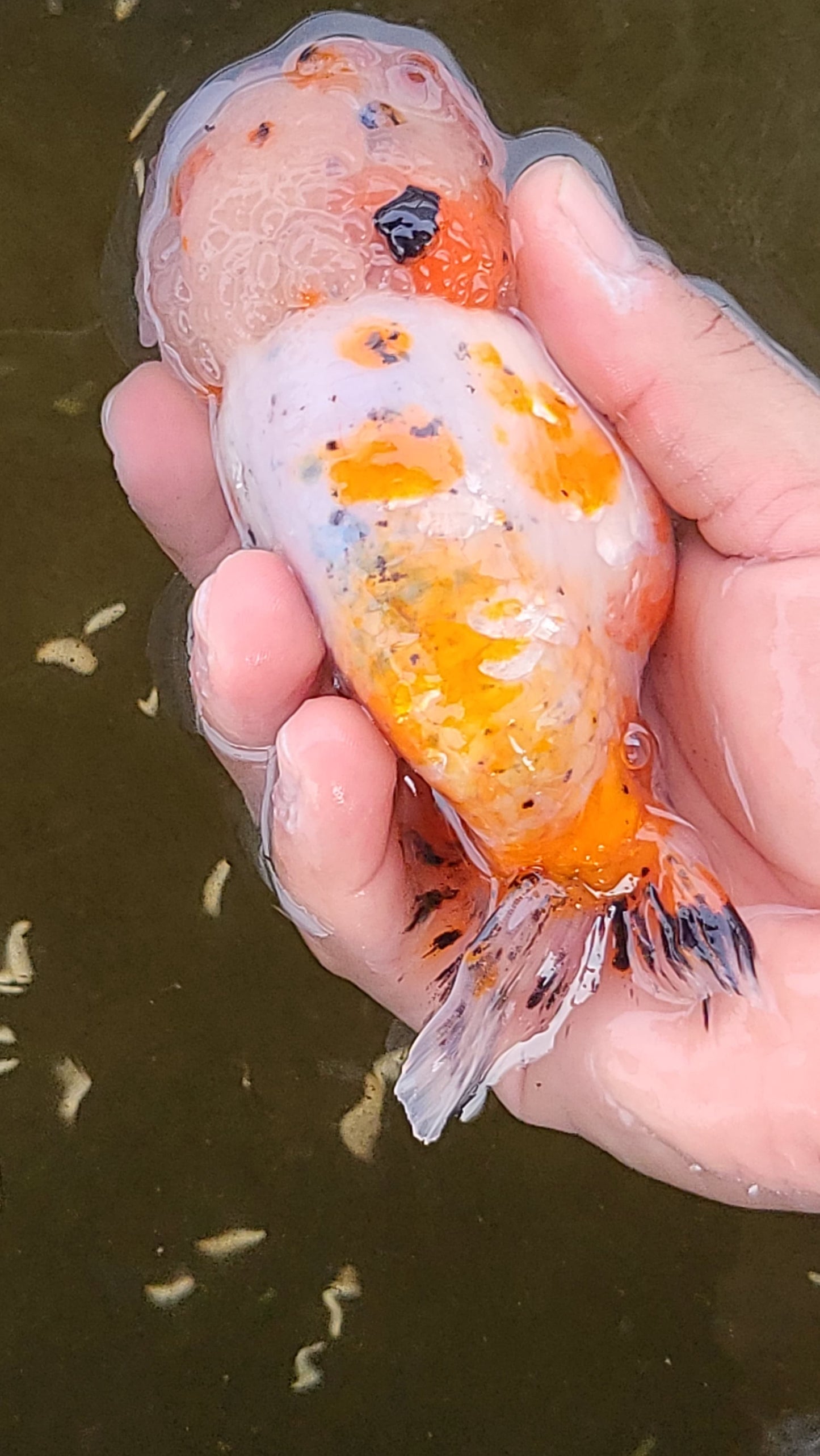 (RAN-10-AA/AAA) Sakura Ranchu High Quality Wholesale Bag - Pick Size and Quantity in Bag