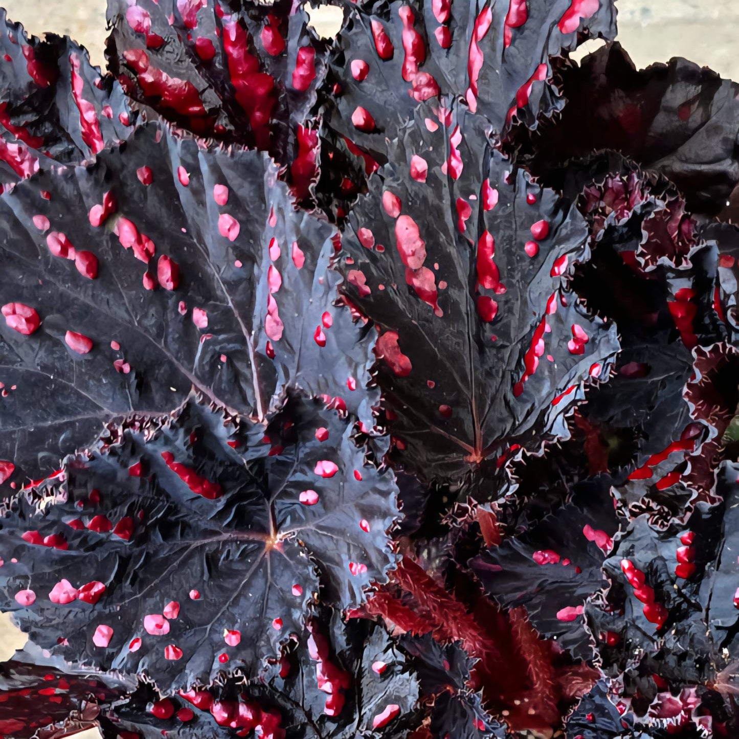 Etna Begonia Rex in 6 inch pot