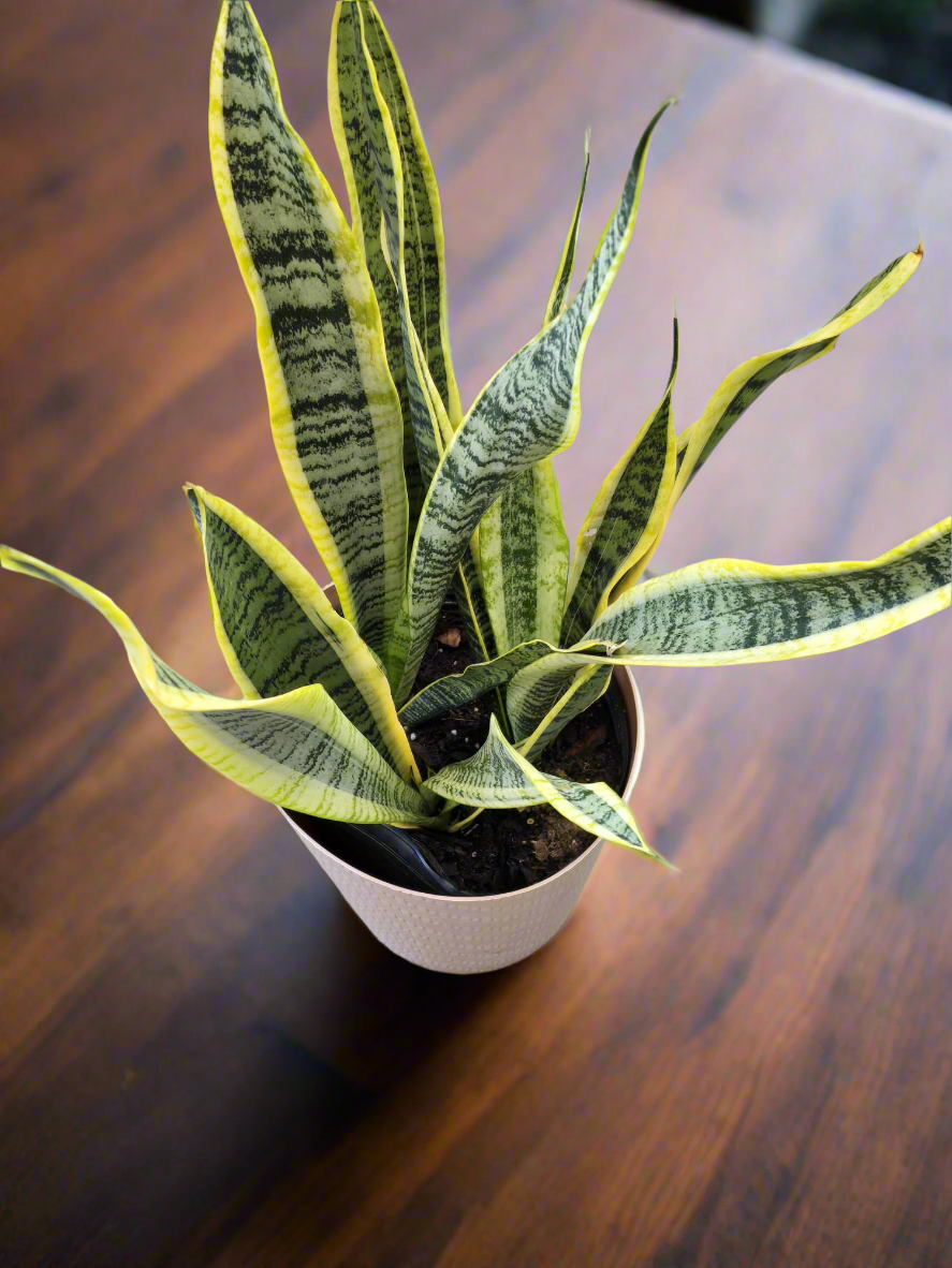 dracaena trifasciata price Dracaena trifasciata, also known as the snake plant in 8 inch pot
