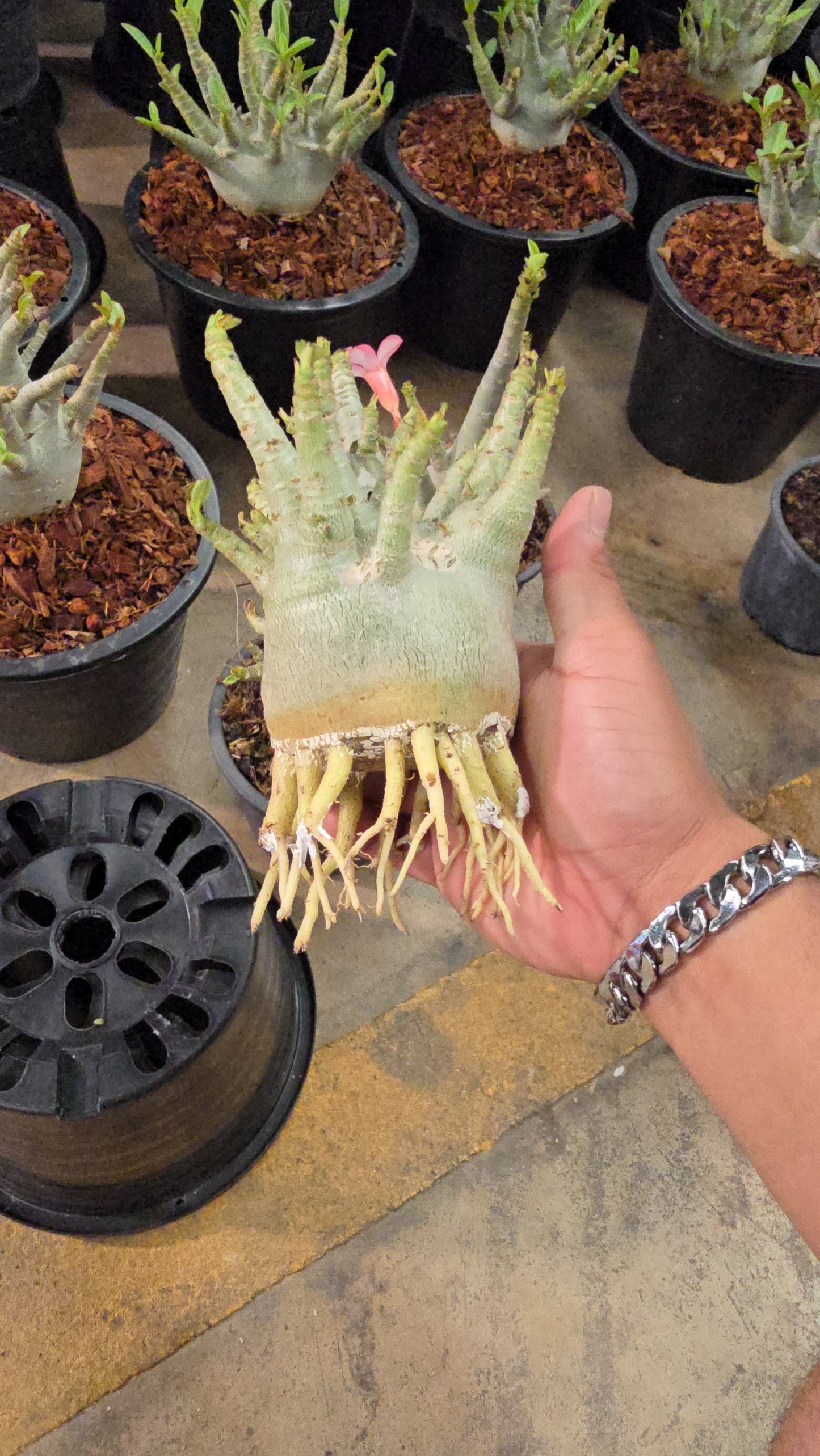Adenium arabicum root in moss
