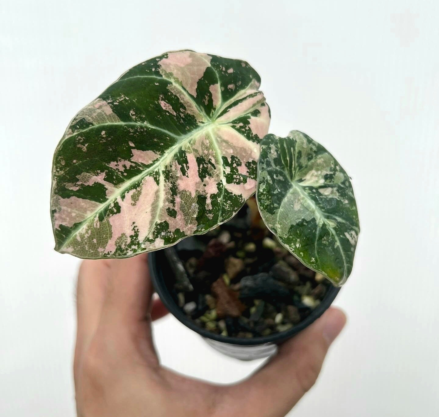 Root in moss 3+ leaves - Alocasia 'Black Velvet Ninja Splash' Variegated Rare Plant- Get Similar