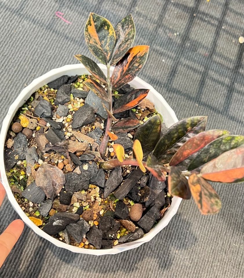 Black ZZ Yellow Variegated 10+ leaves AAA grade