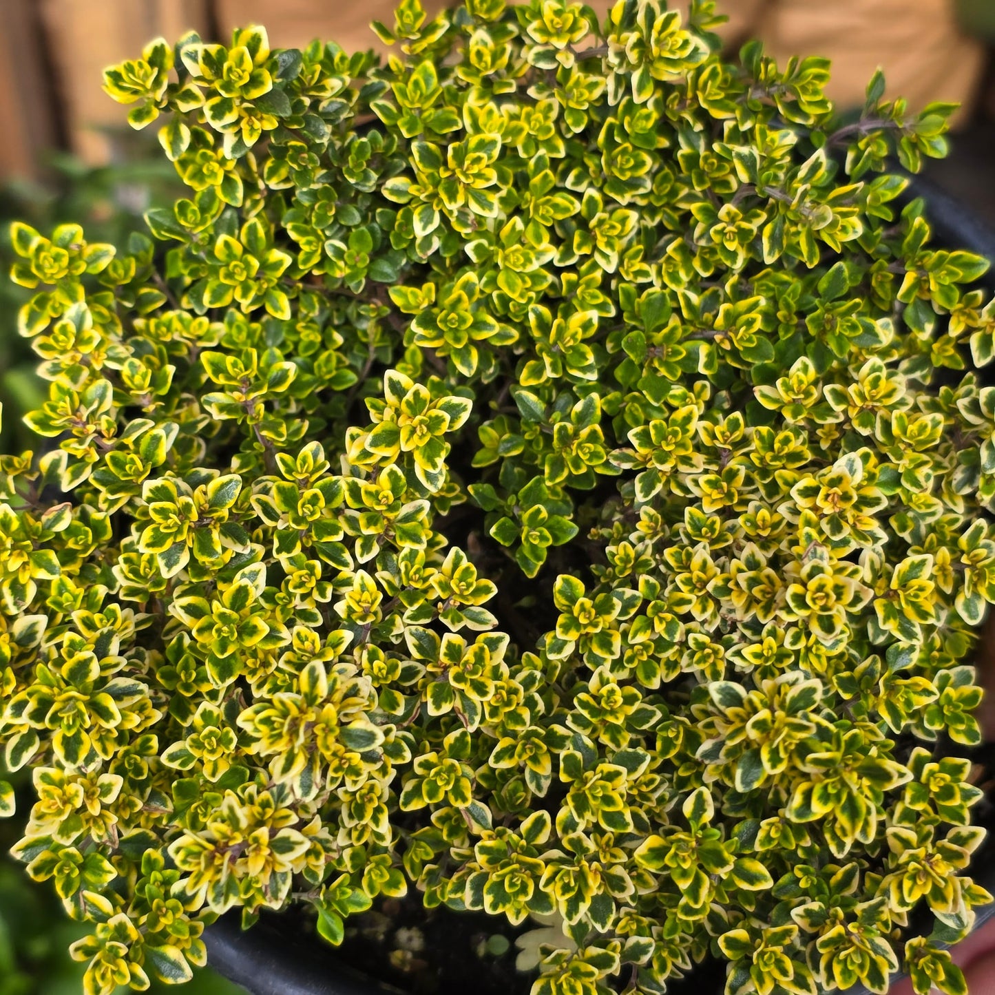Lemon Thyme Herbs in 5 gallon pot