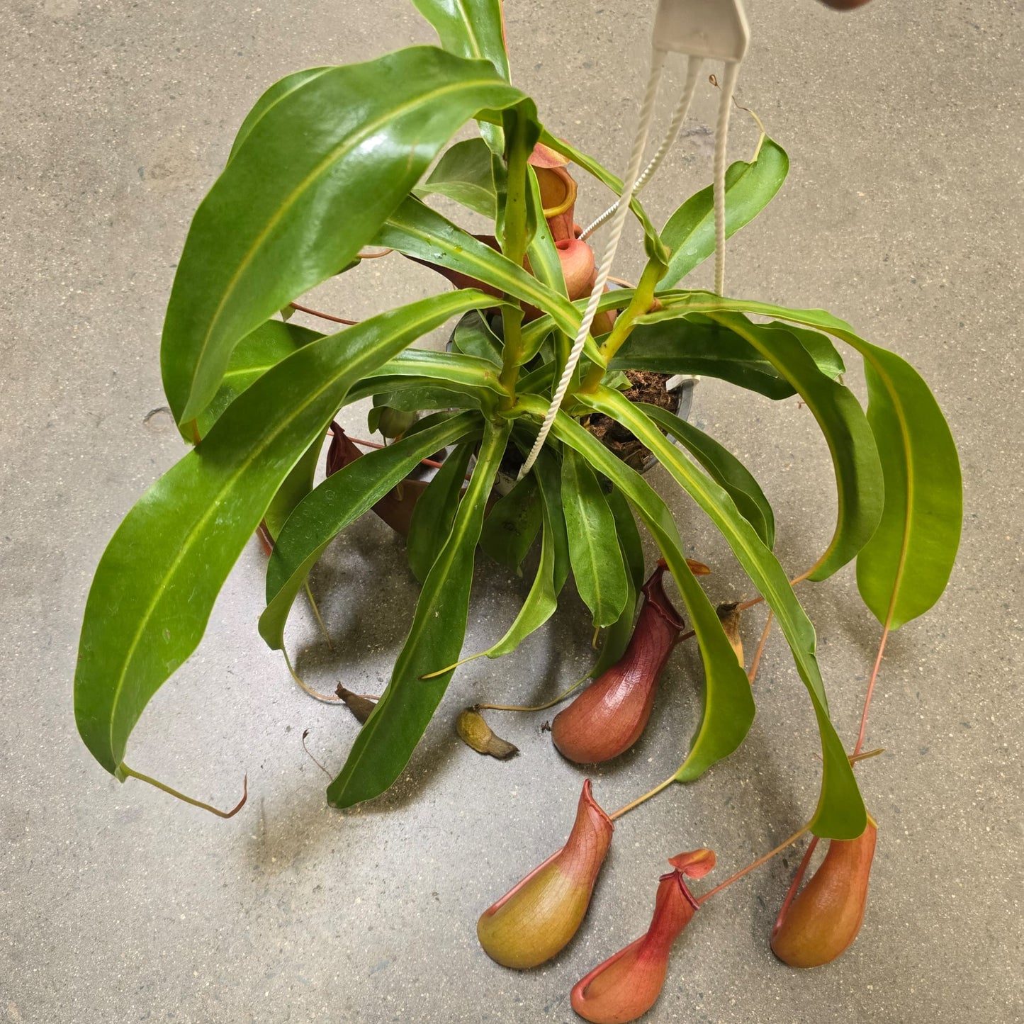 Nepenthes × ventrata in hanging basket carnivorous plant Easy care 6 inch pot