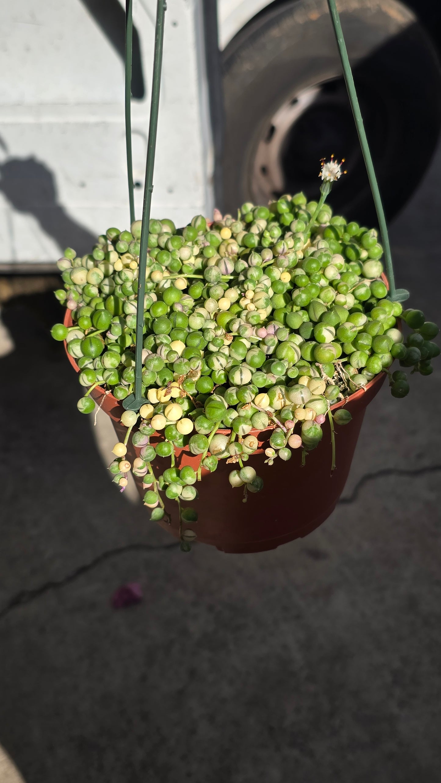 6 inch pot, Variegated String of Pearls - Succulent hanging plant - Get Similar