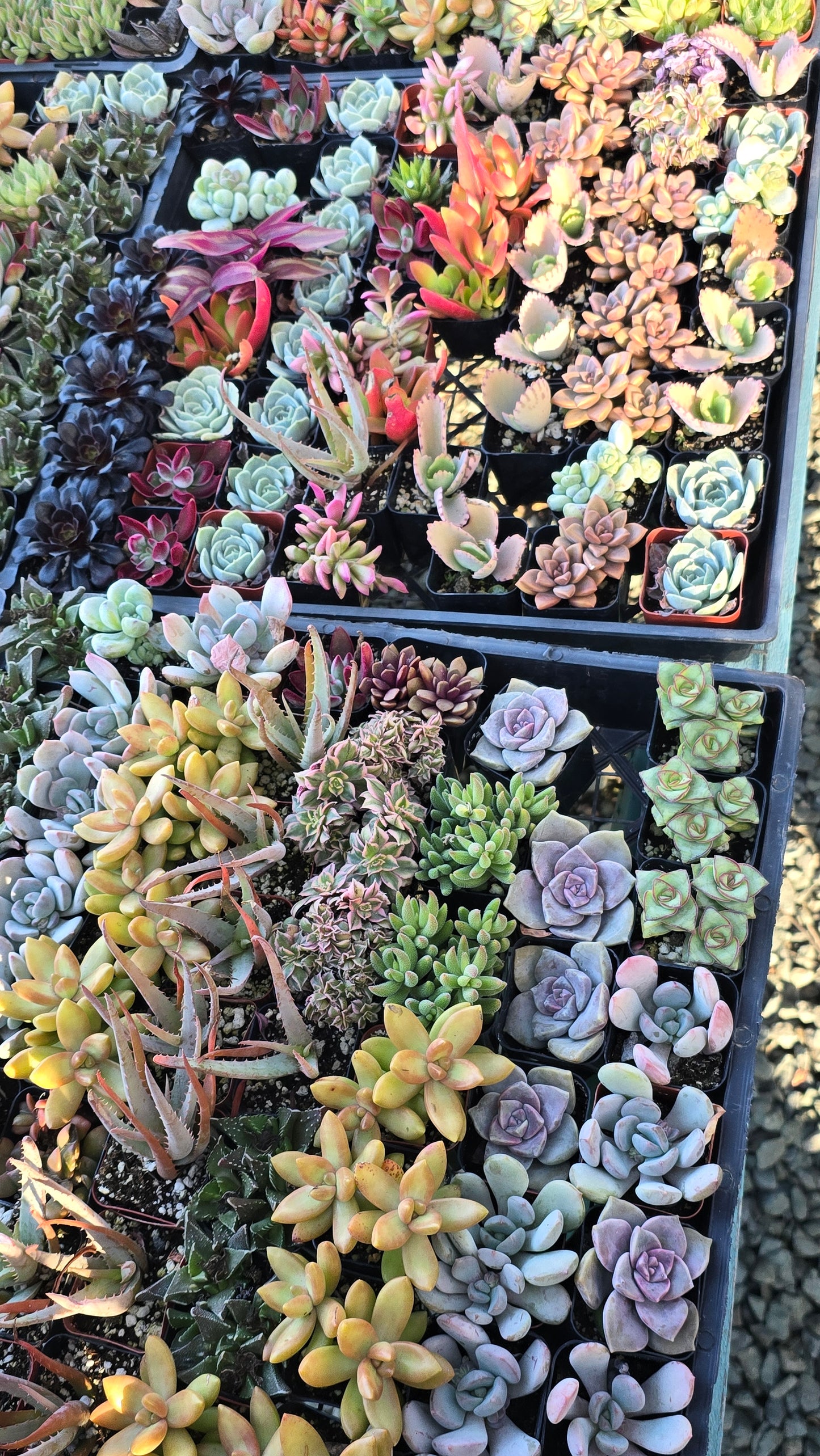 Bundles succulents 2 inch pot mix