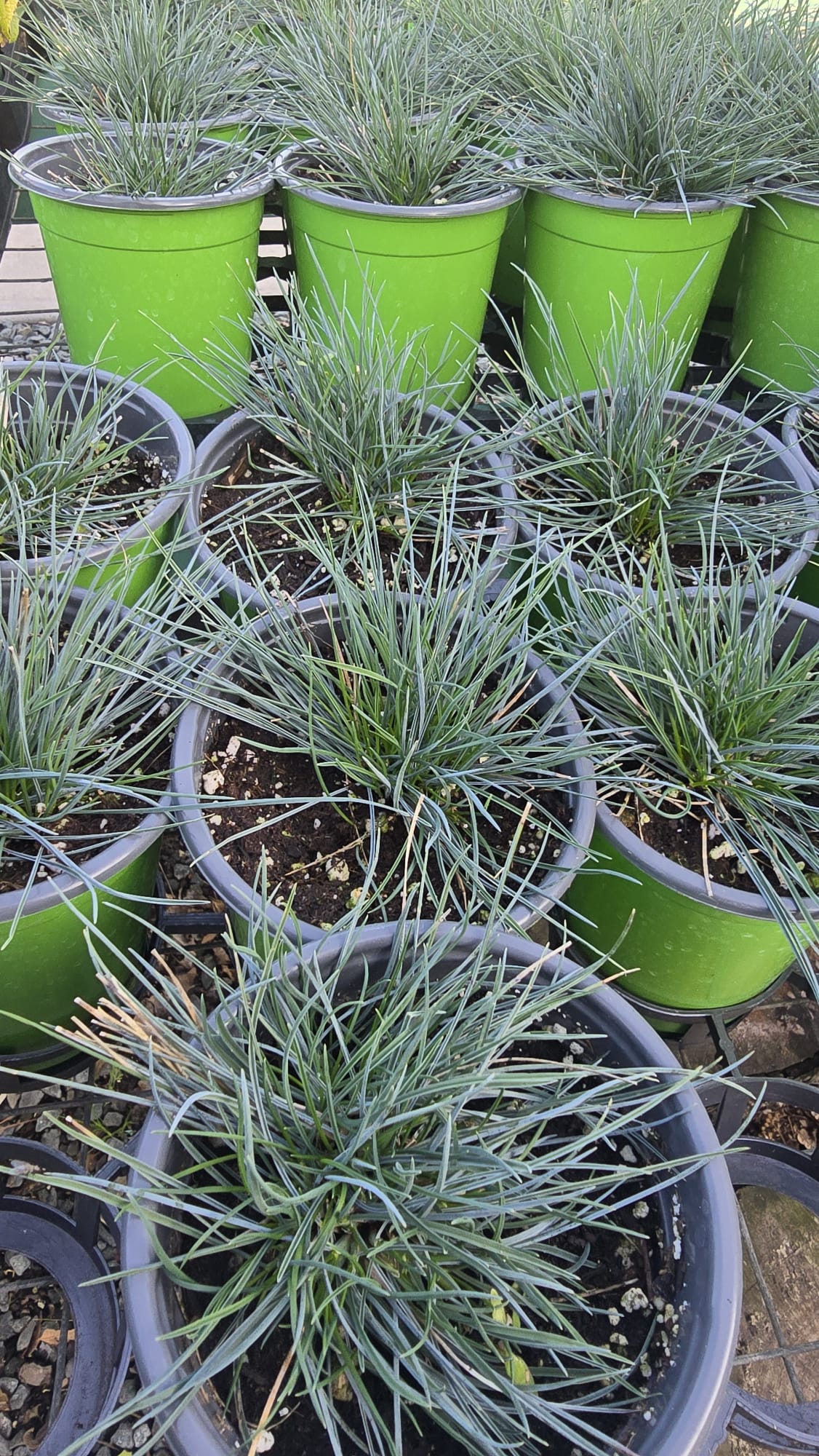 Blue Fescue, Festuca glauca 'Elijah Blue' grass in 5 inch pot