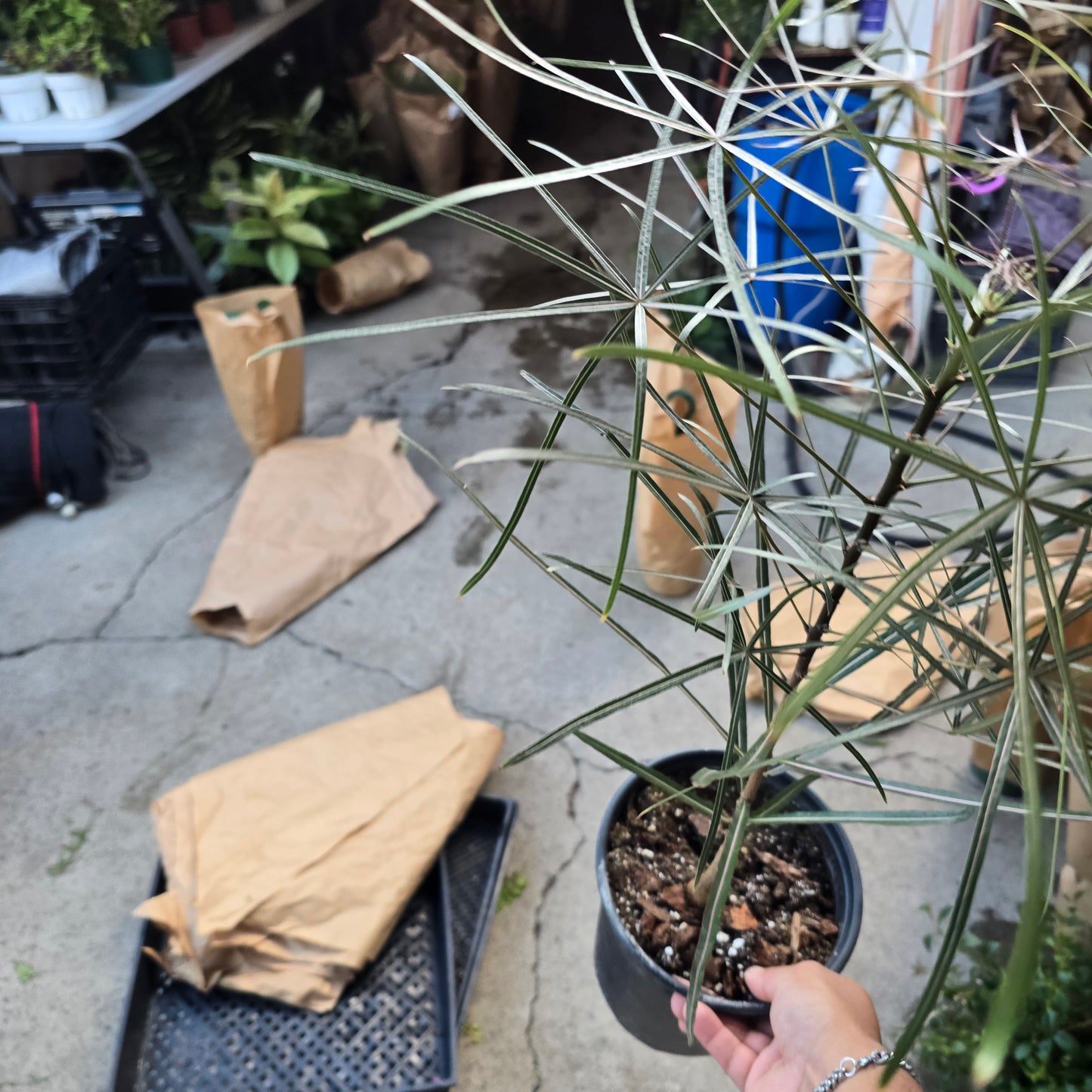 Brachychiton australis in 1 gallon pot