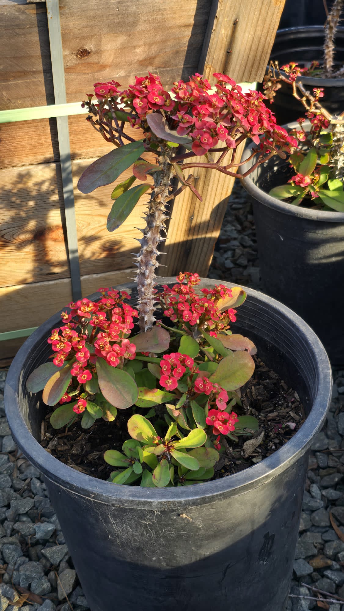 Euphorbia milii 'Jerry's Choice' in 5 gallon pot