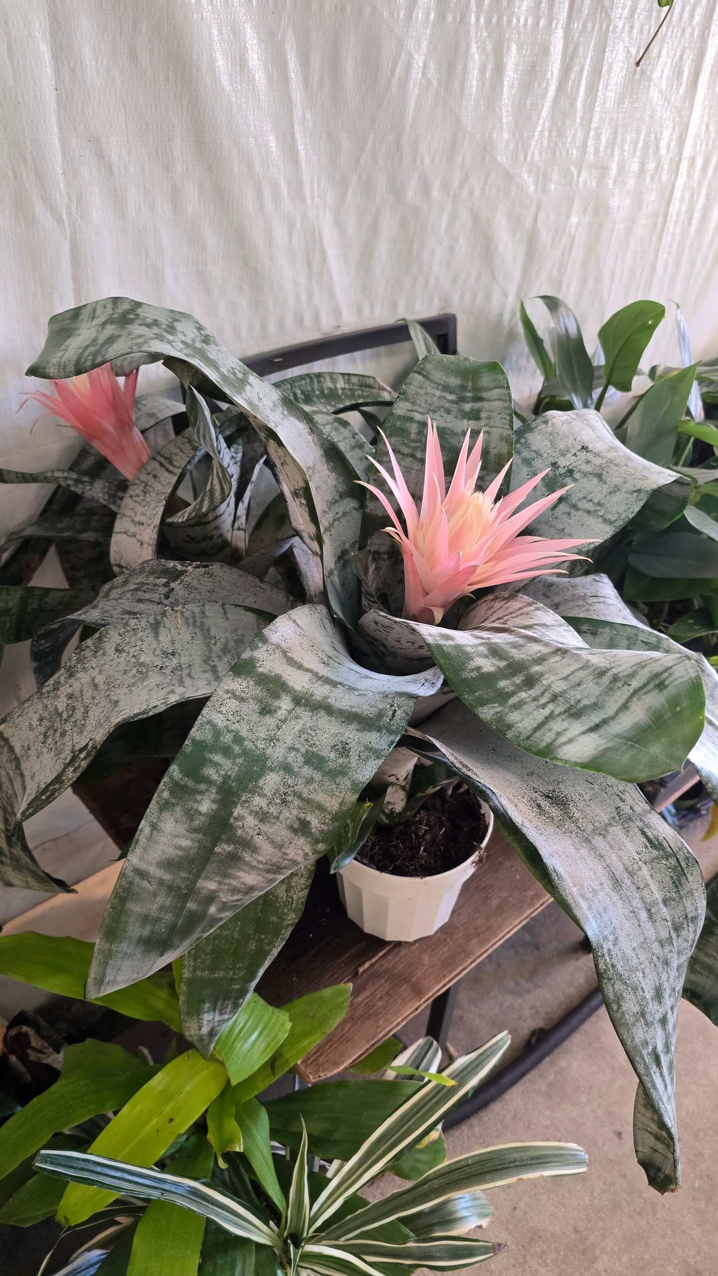 6 inch Pot- Bromelia Aechmea (Pink Flower) get similar to picture