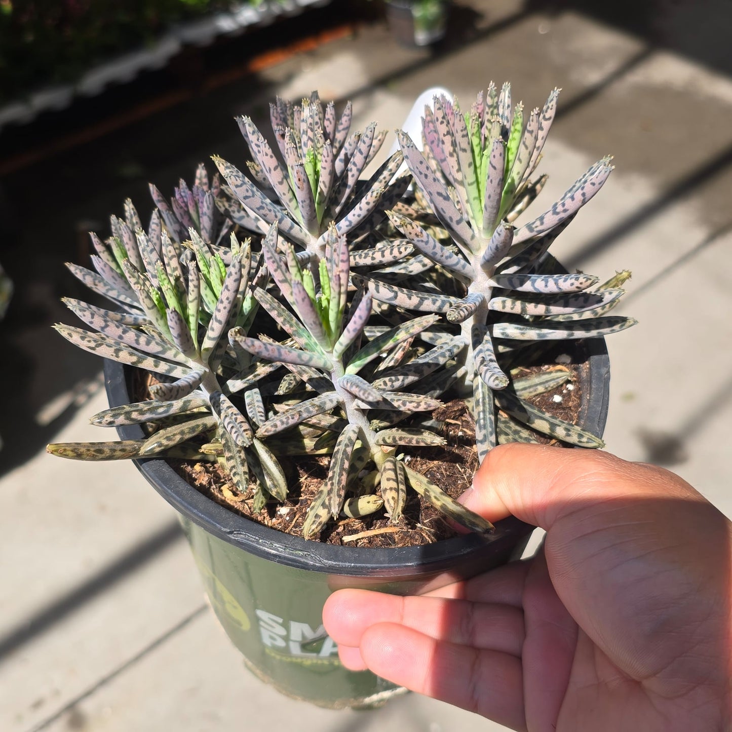 Kalanchoe delagoensis succulent 1 gallon pot plant Easy care