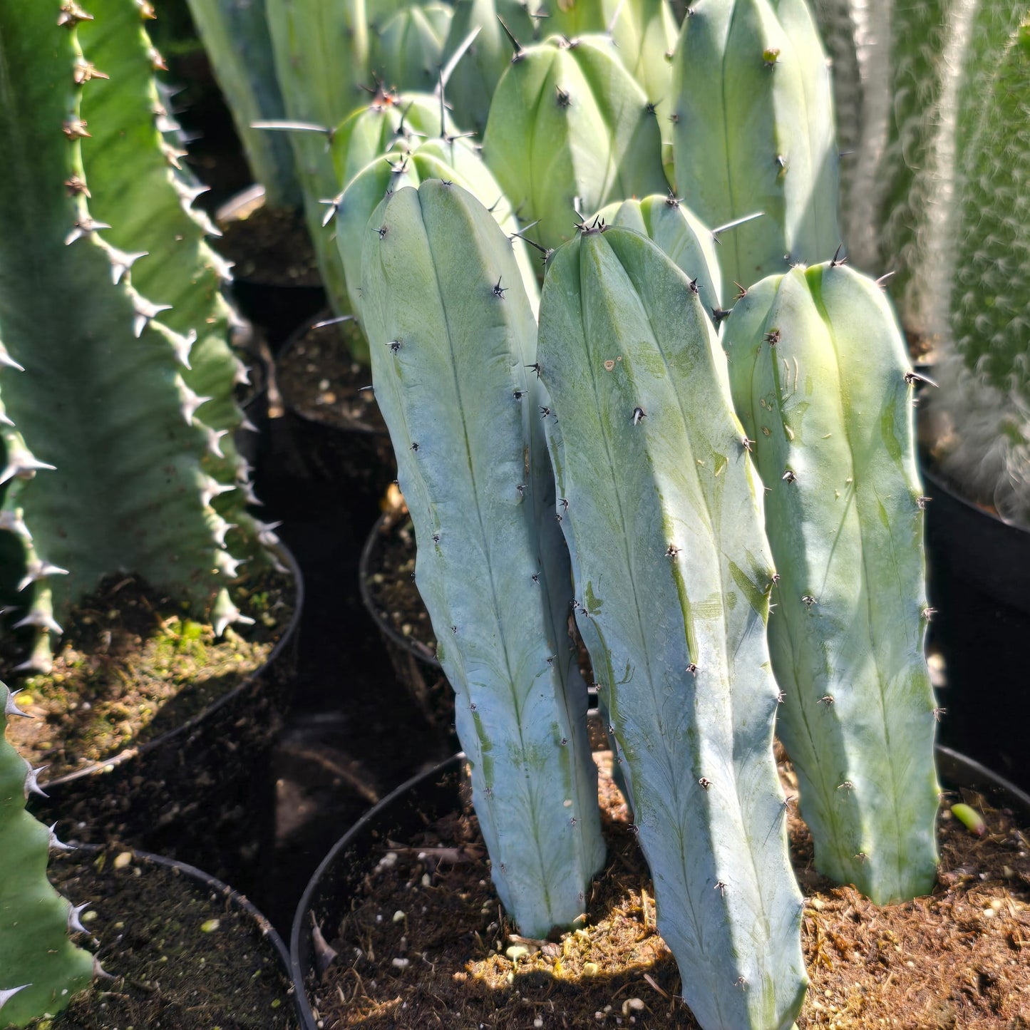 Blue Myrtle-Cactus in 8 inch pot