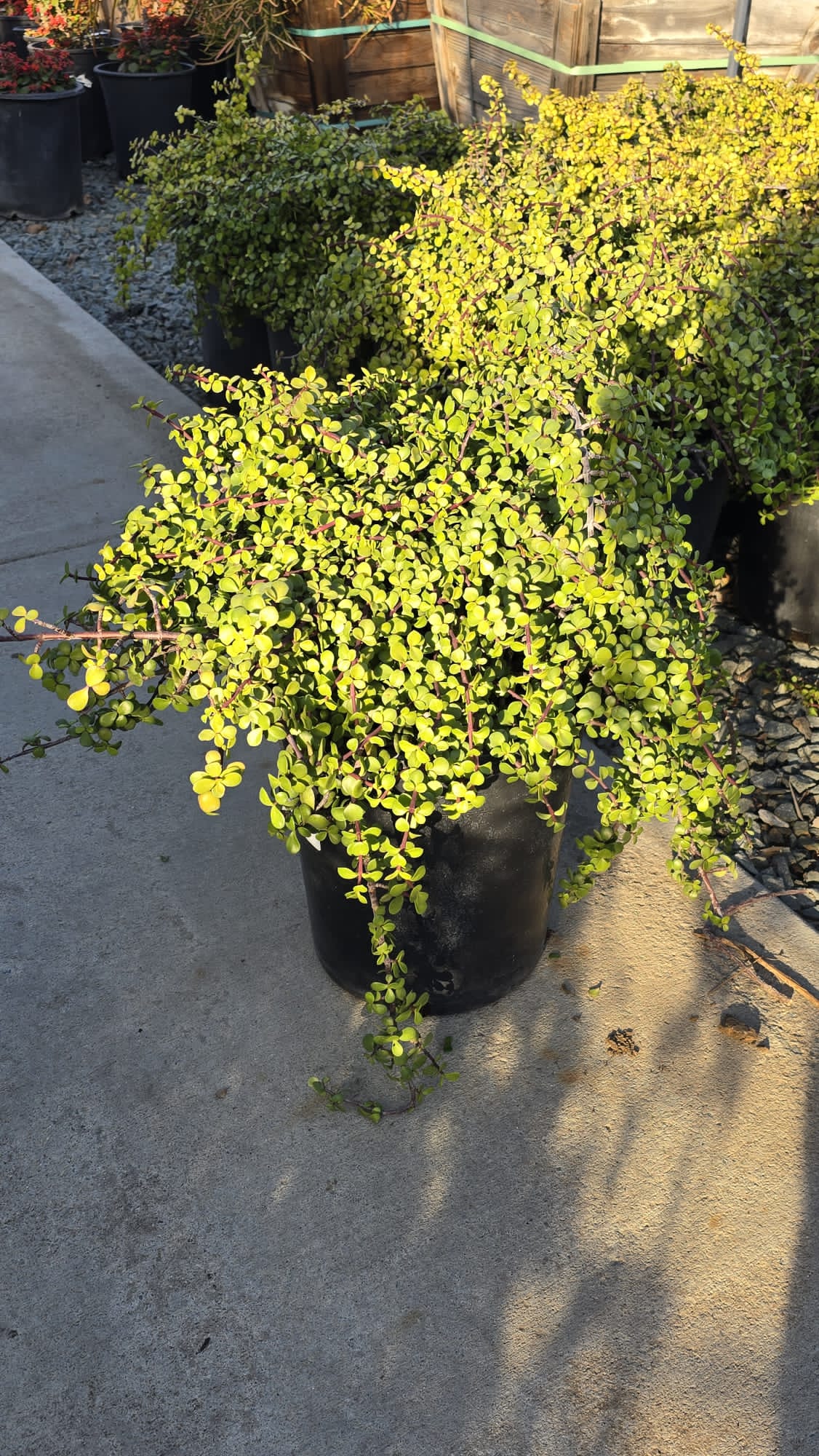 Portulacaria afra in 5 gallon pot good luck plant