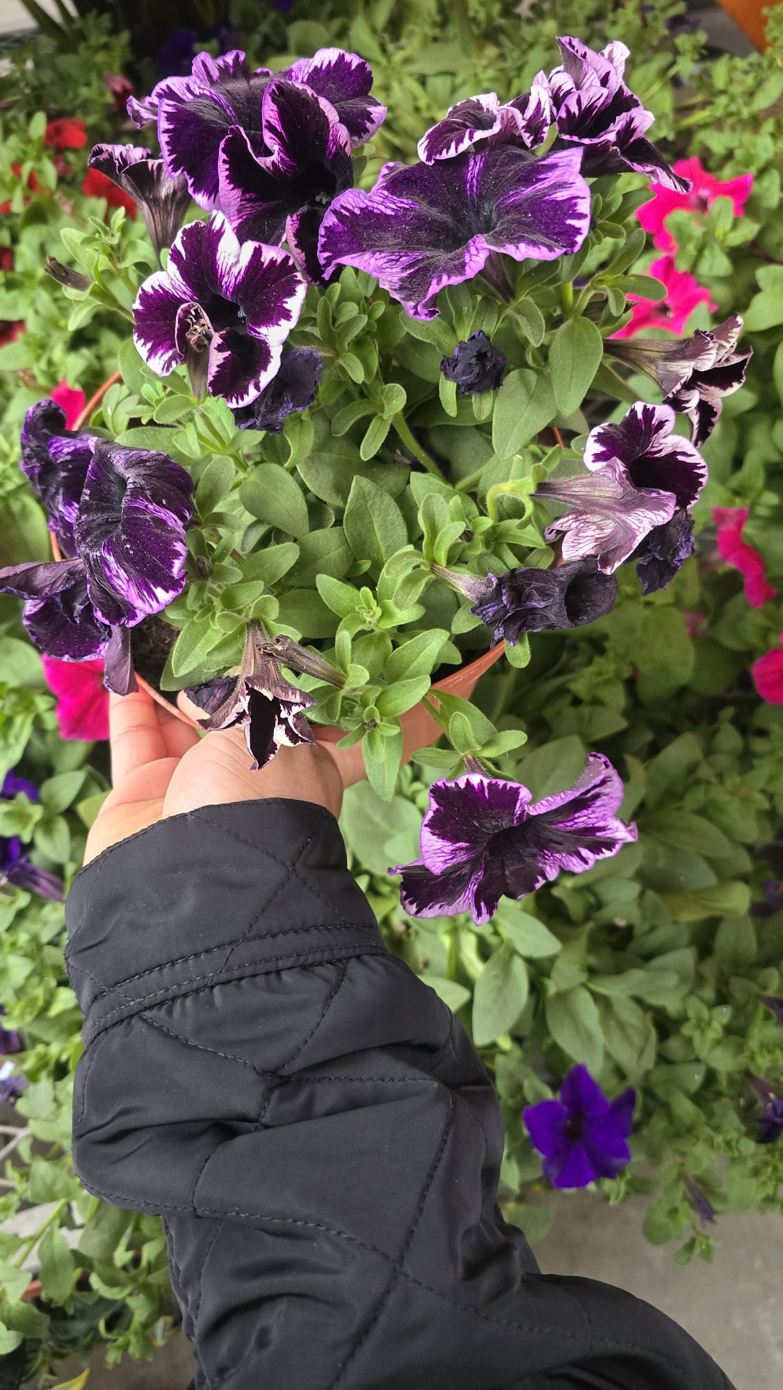 Garden Petunia Purple Flower in 6 inch pot
