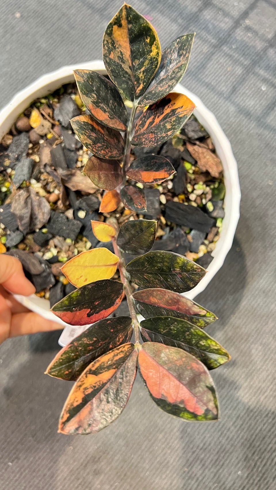 Black ZZ Yellow Variegated 10+ leaves AAA grade