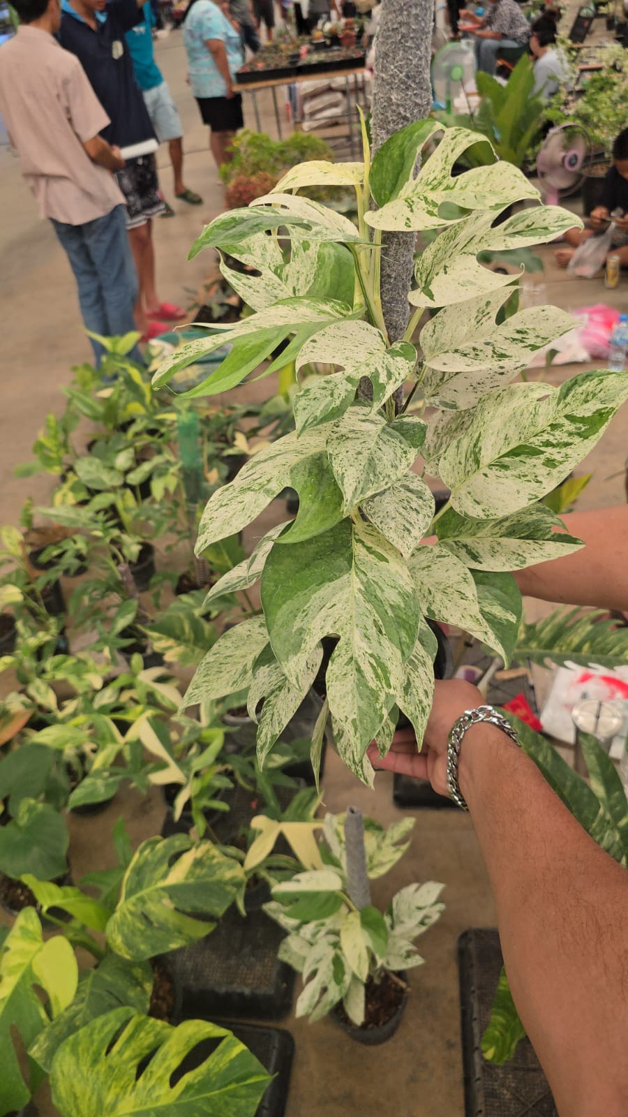 Epipremnum White Marble big plant 15+ leaves