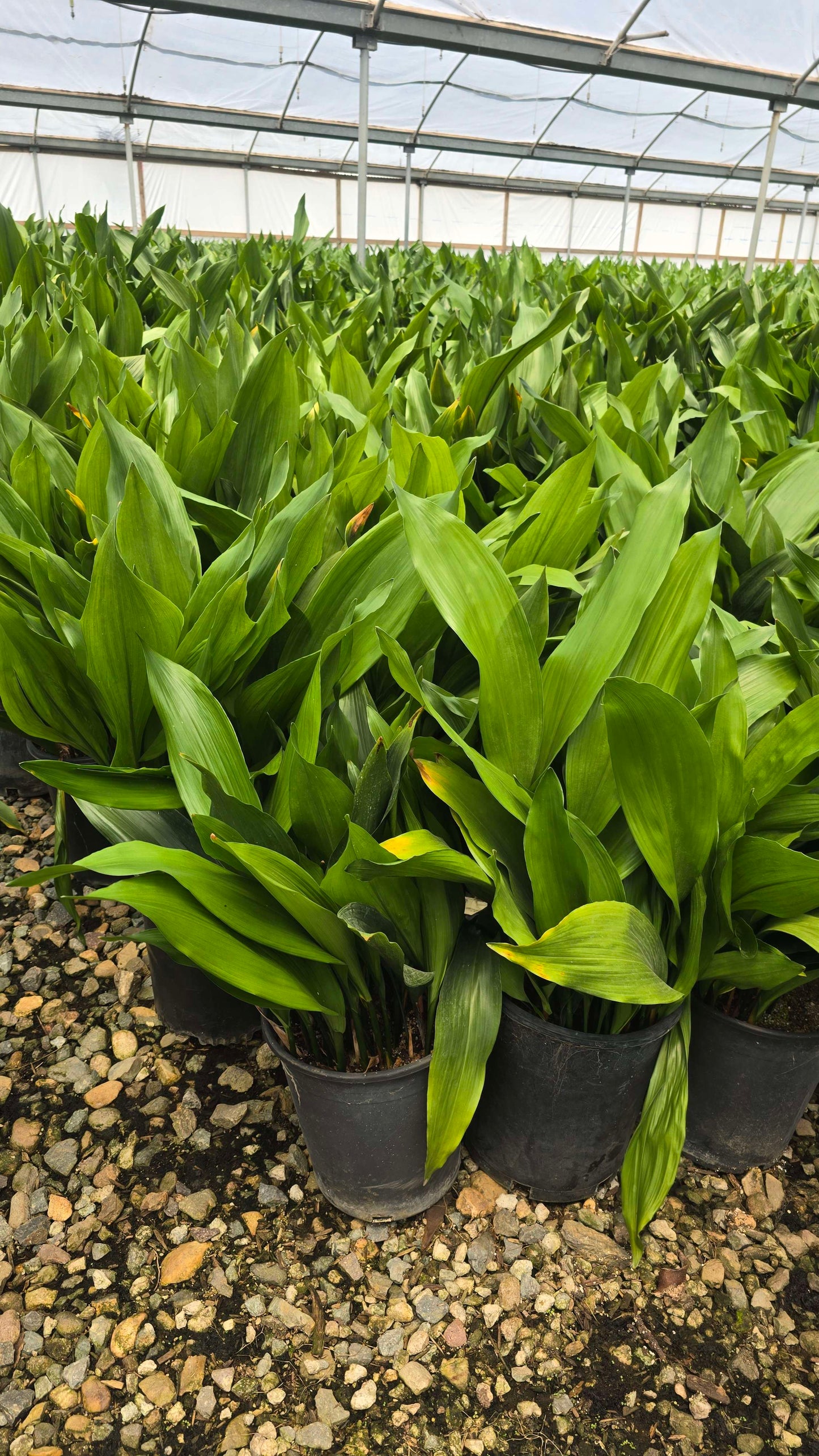 Cast Iron Plant (Aspidistra elatior) - Tough, Low-Light Houseplant in 5 gallon pot