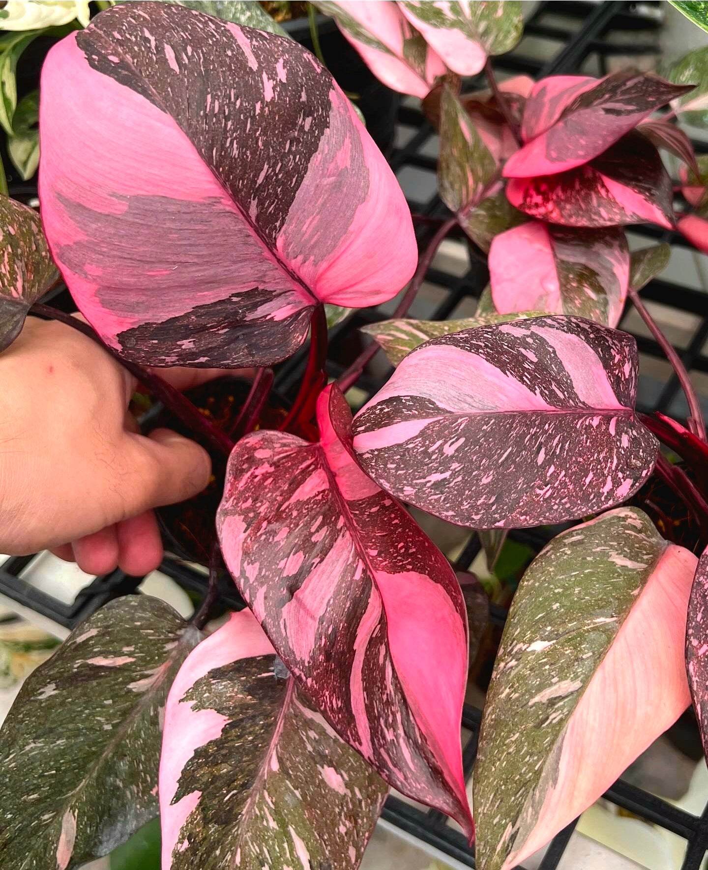 Philodendron 'Pink Princess Galaxy' Variegated Rare Plant- Get Similar Roots in moss