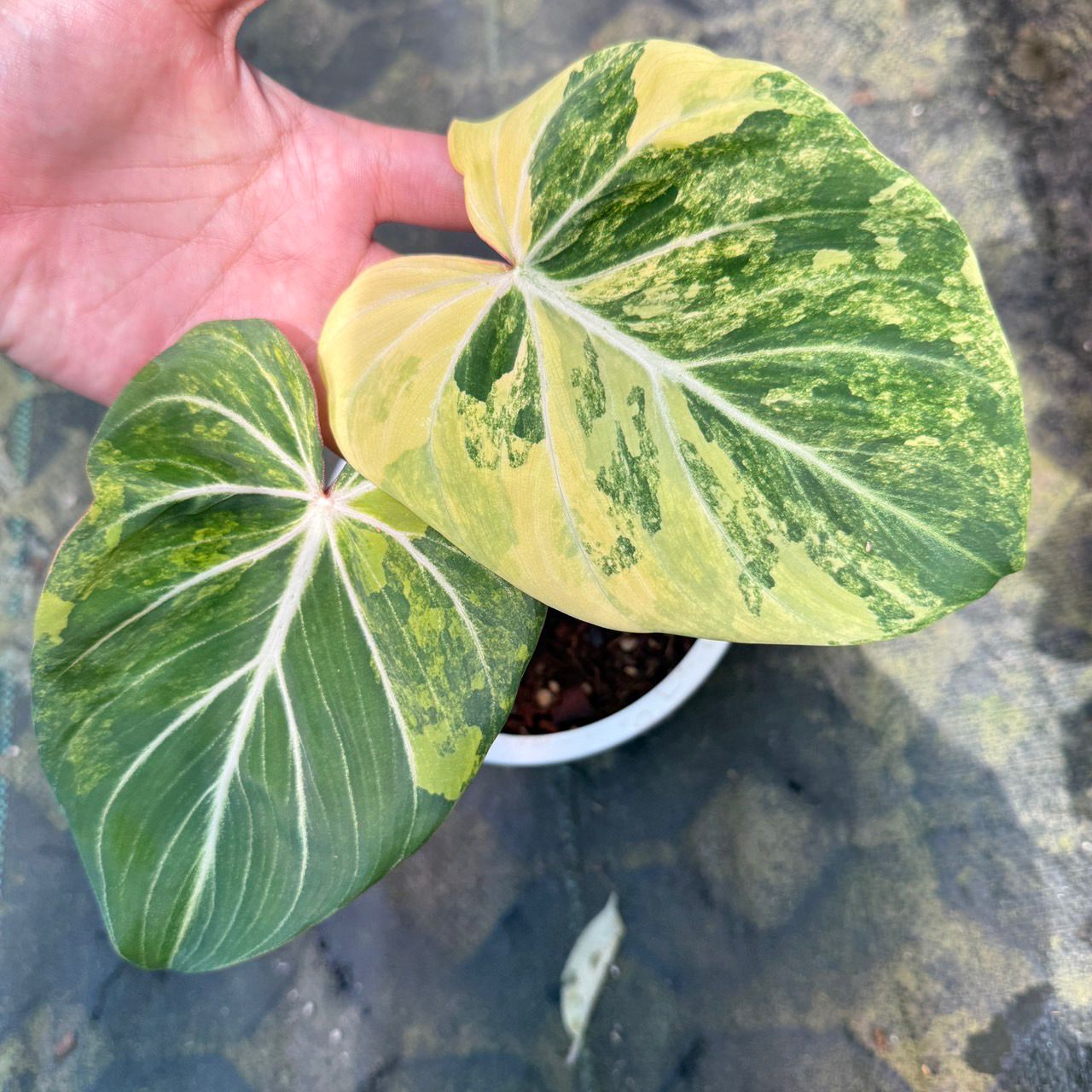 Glorosium Variegated Roots in Moss - Rare, get Similar