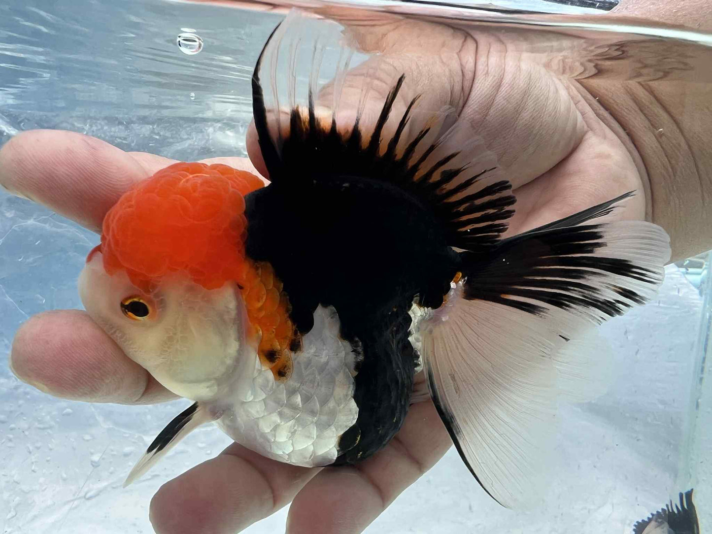 (ORA-09-AA/AAA) Tri Color Oranda Short Body High Quality Wholesale Bag - Pick Size and Quantity in Bag