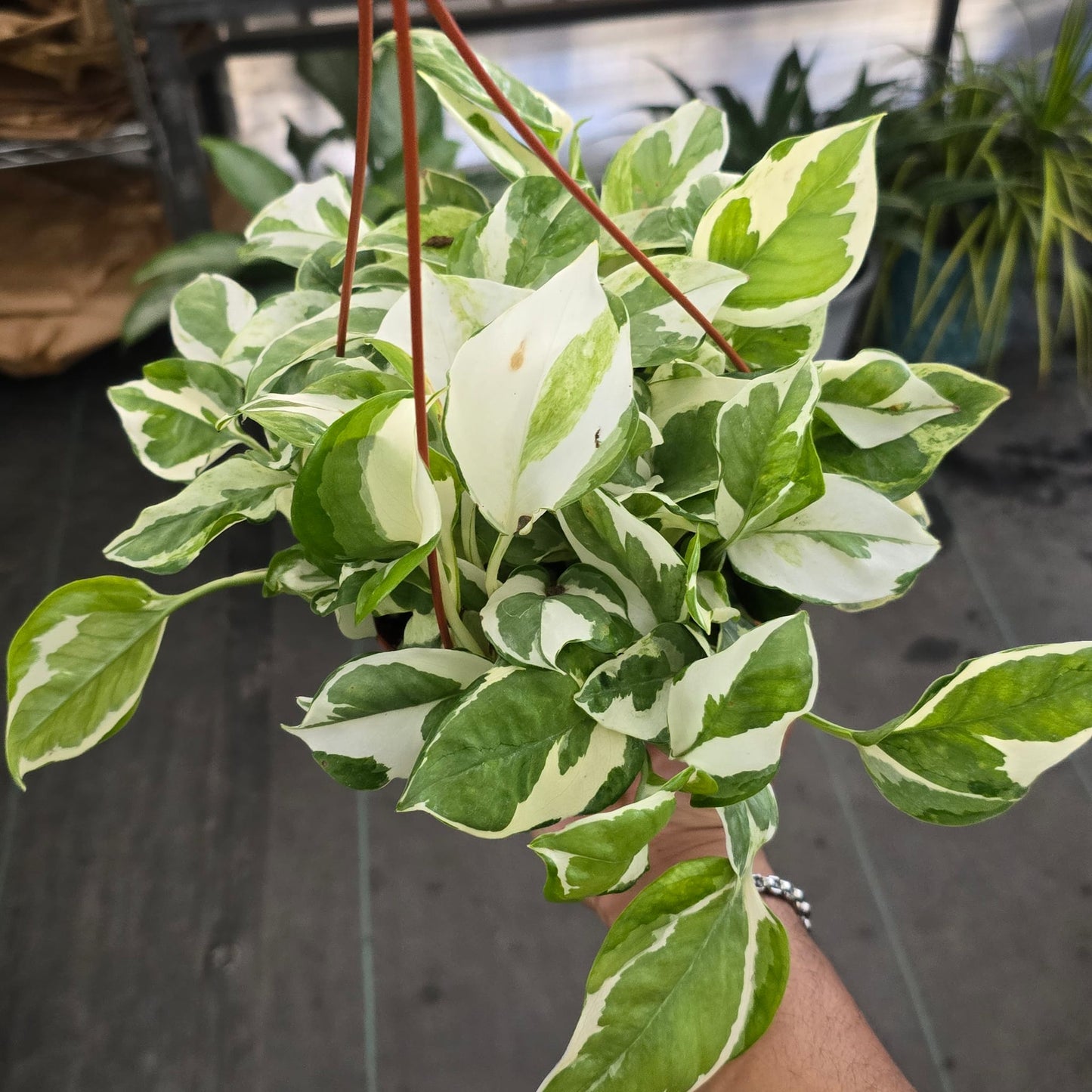 Manjula Rare Pothos Plant indoor easy care in 6 inch pot