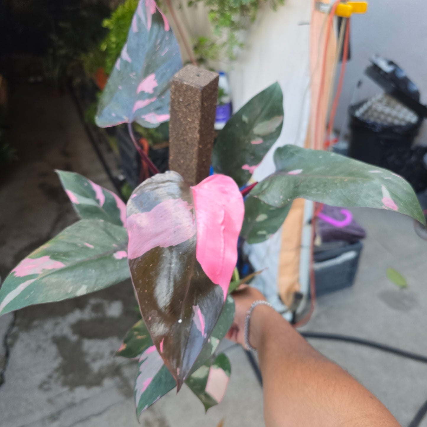 Philodendron 'Pink Princess Marble King' 6 inch pot Variegated Rare Plant- Get Similar