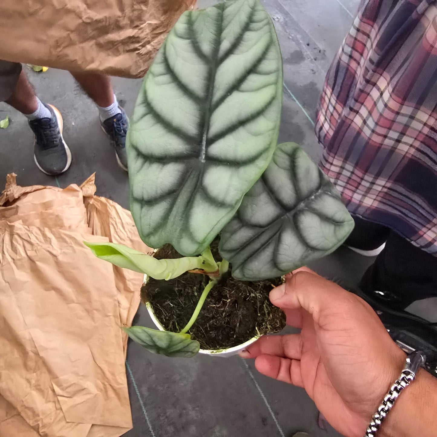 Silver Dragon Alocasia in 4 inch pot Easy care elegant plant
