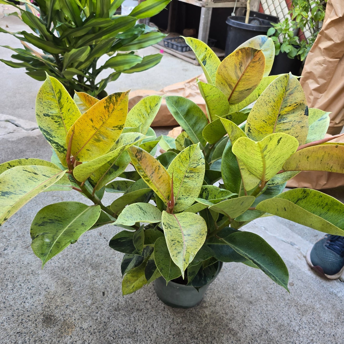 Shivereana rubber Tree ficus in 8 inch pot