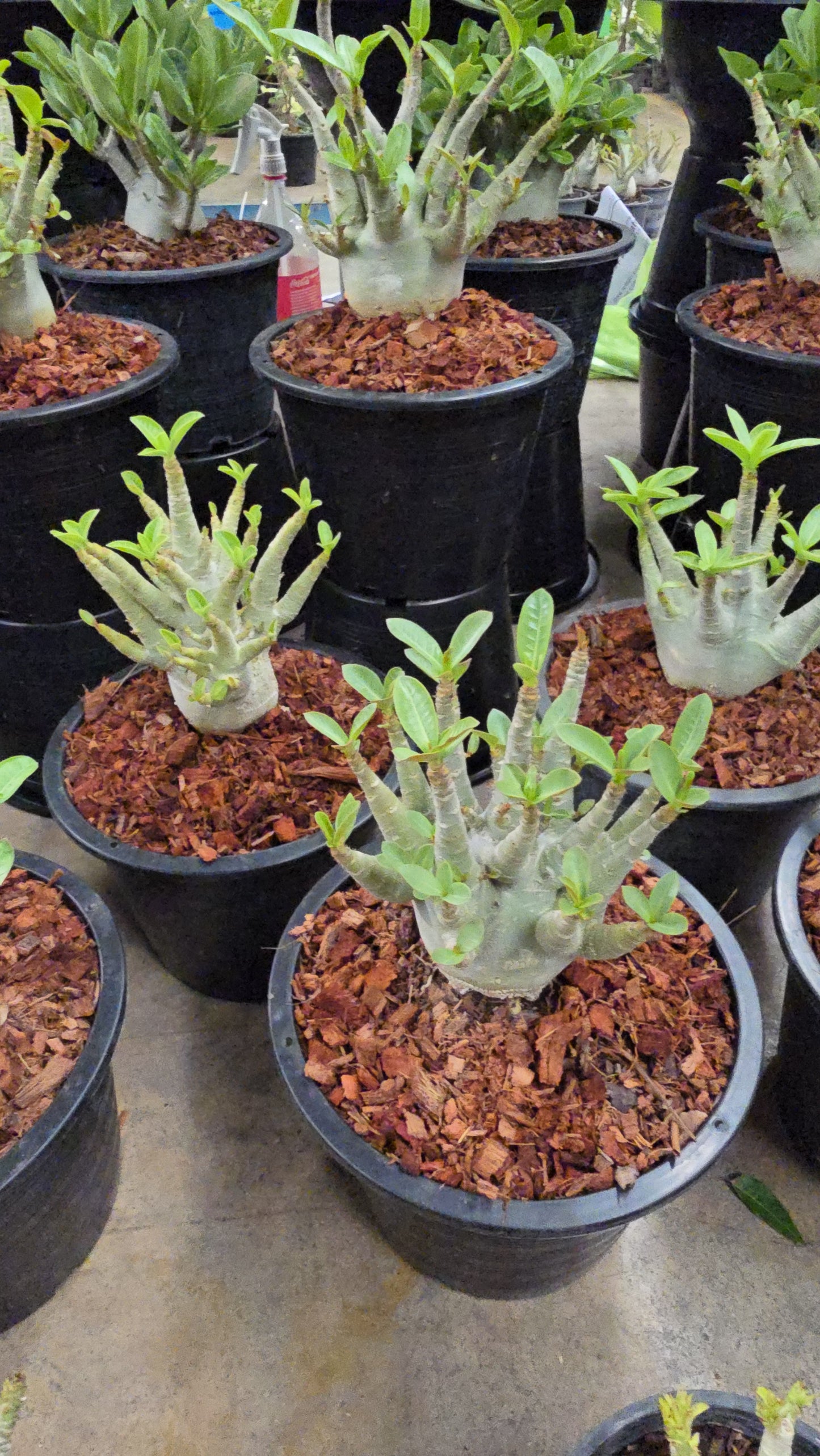 Adenium arabicum root in moss