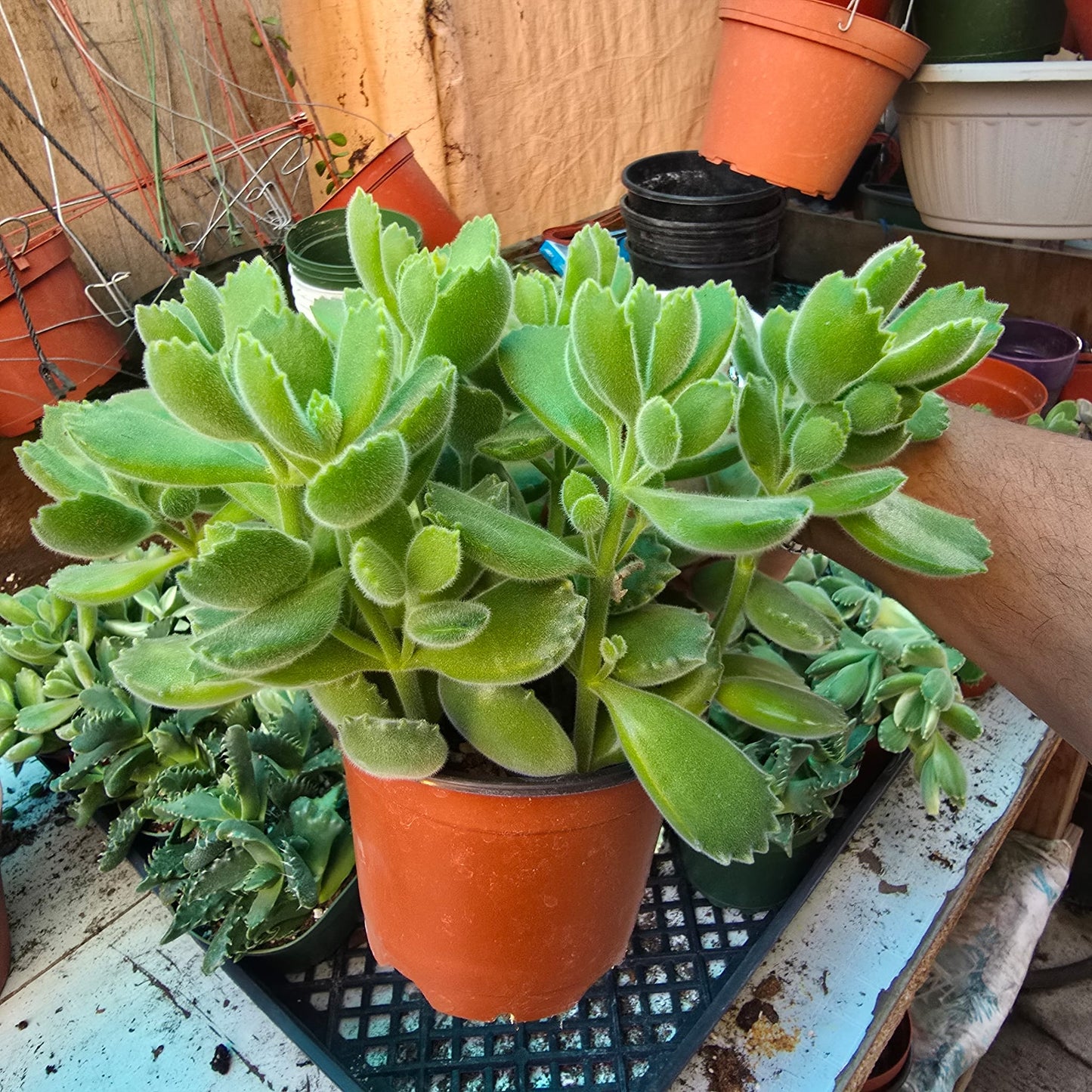 Cotyledon tomentosa Succulent, perfect gift in 4 inch pot