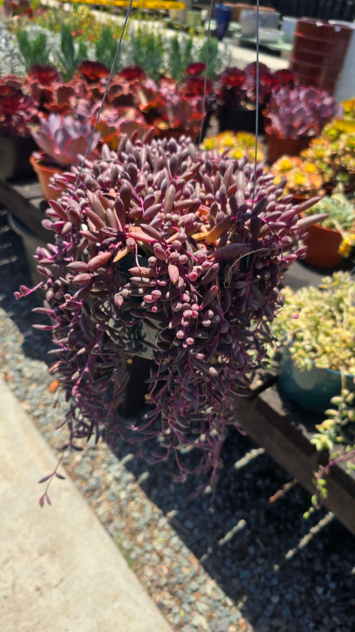 String of Rubies Succulent - Vibrant Trailing Plant with Ruby Foliage in 6 inch pot