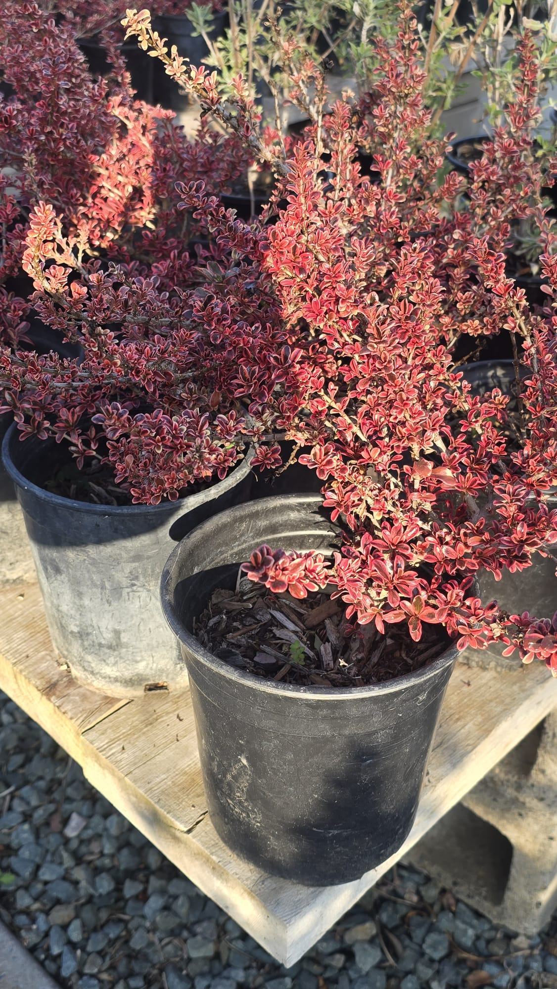Coprosma repens Pacific Sunrise in 1 gallon pot Super Red