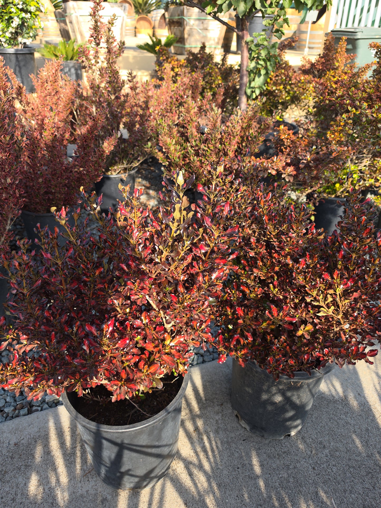 Coprosma 'Scarlet O'Hara' in 5 Gallon