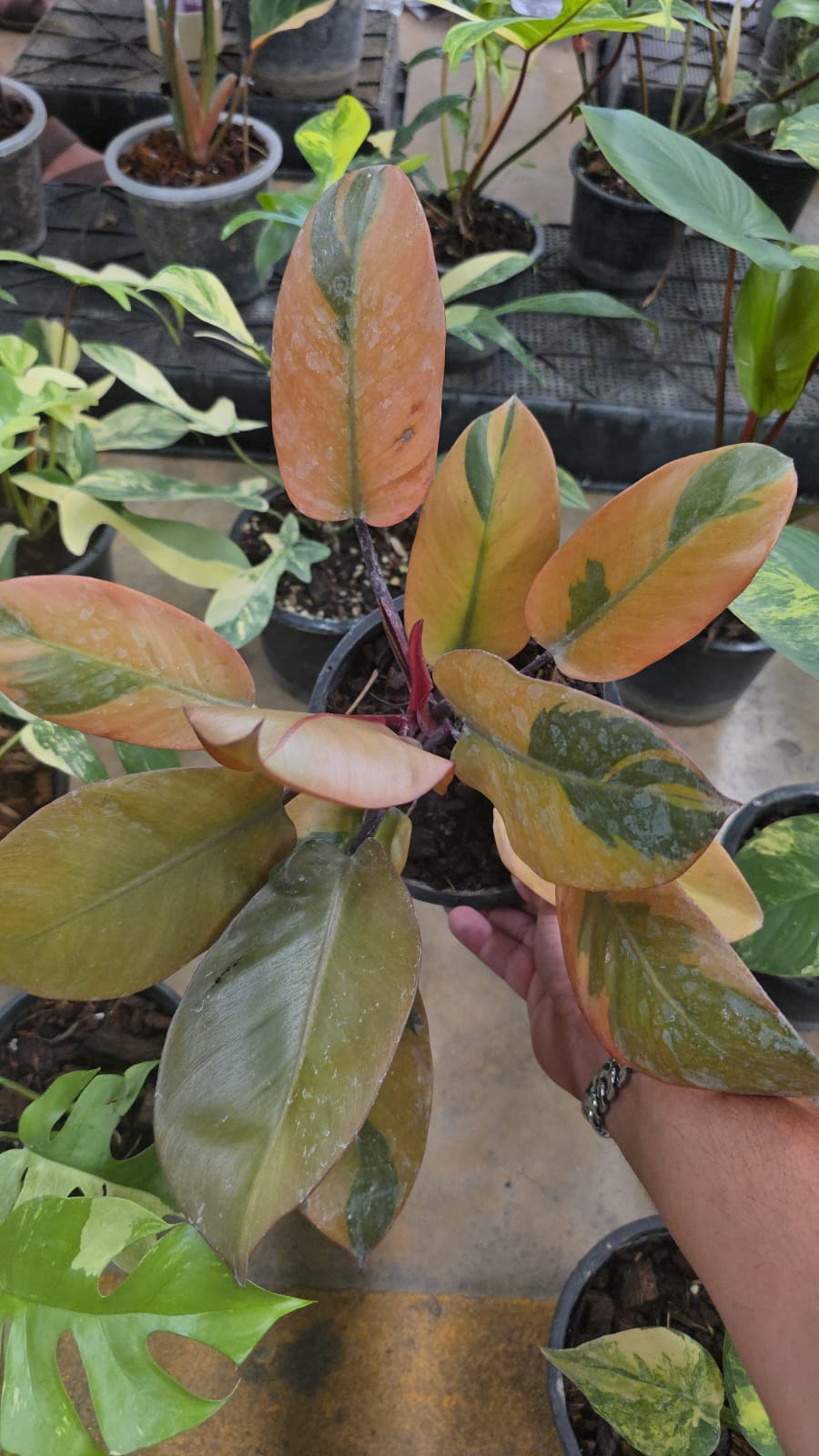 Philodendron Cardinal Black root in moss, full plant
