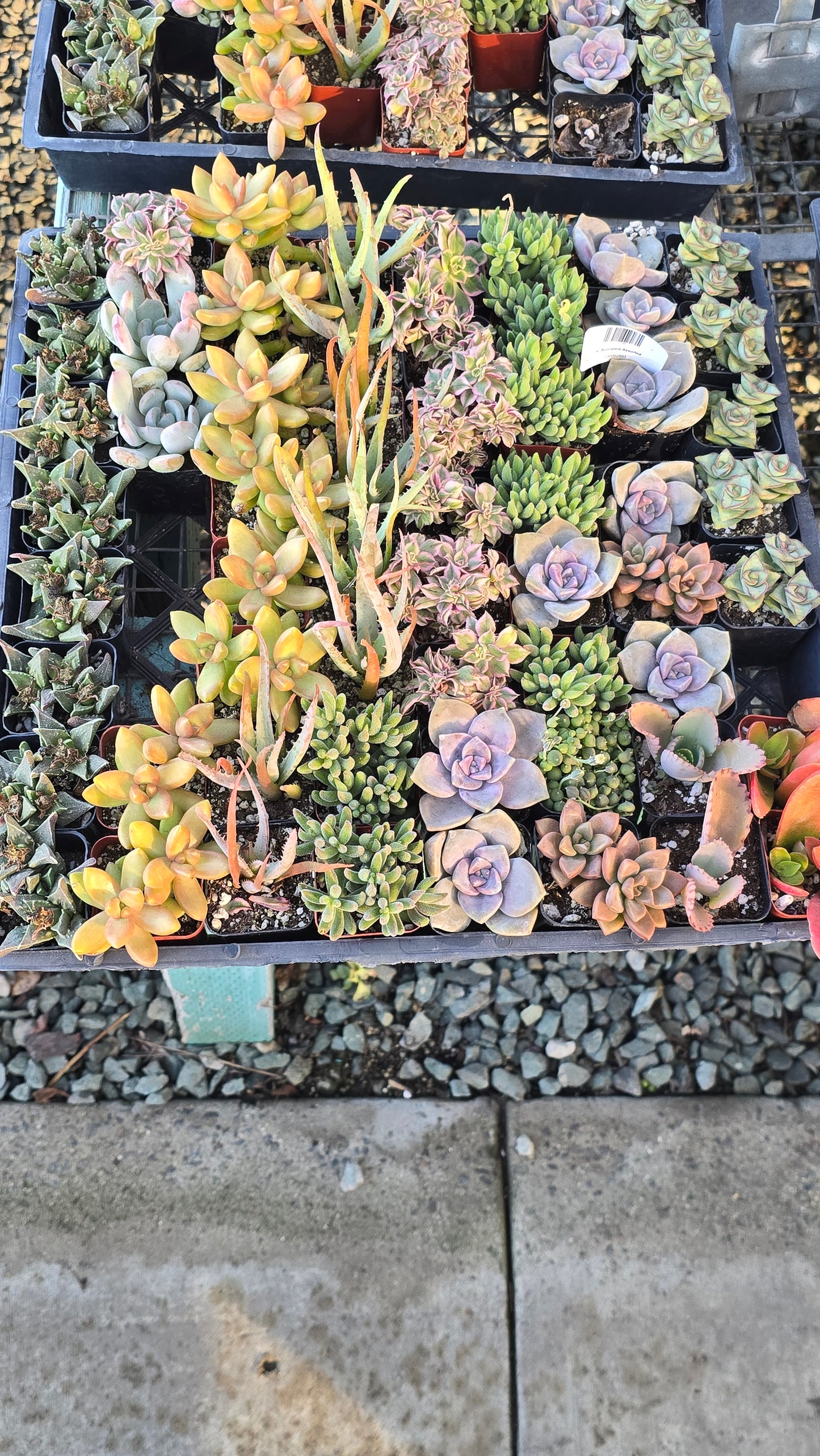 Bundles succulents 2 inch pot mix