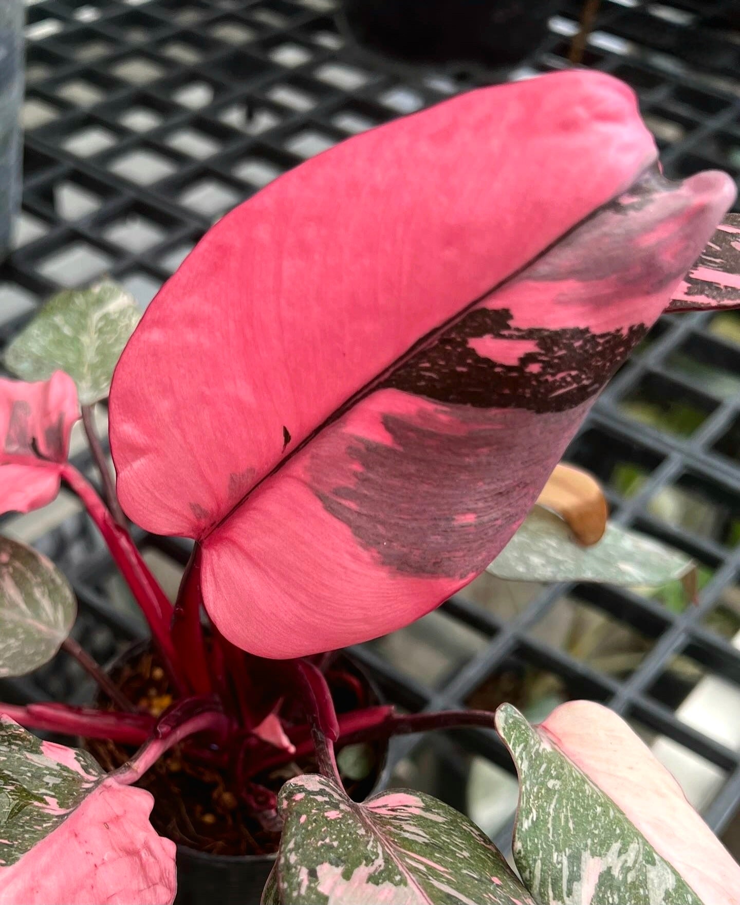Philodendron 'Pink Princess Galaxy' Variegated Rare Plant- Get Similar Roots in moss