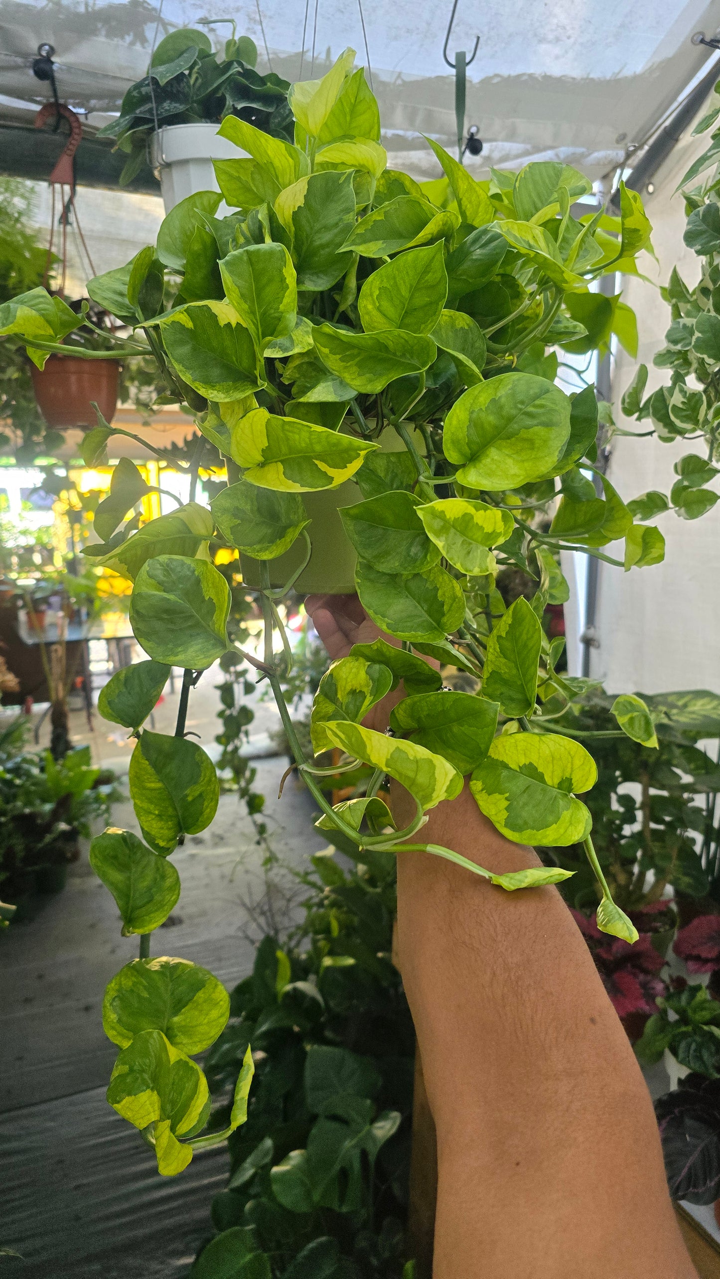 Epipremnum aureum Lemon Meringue