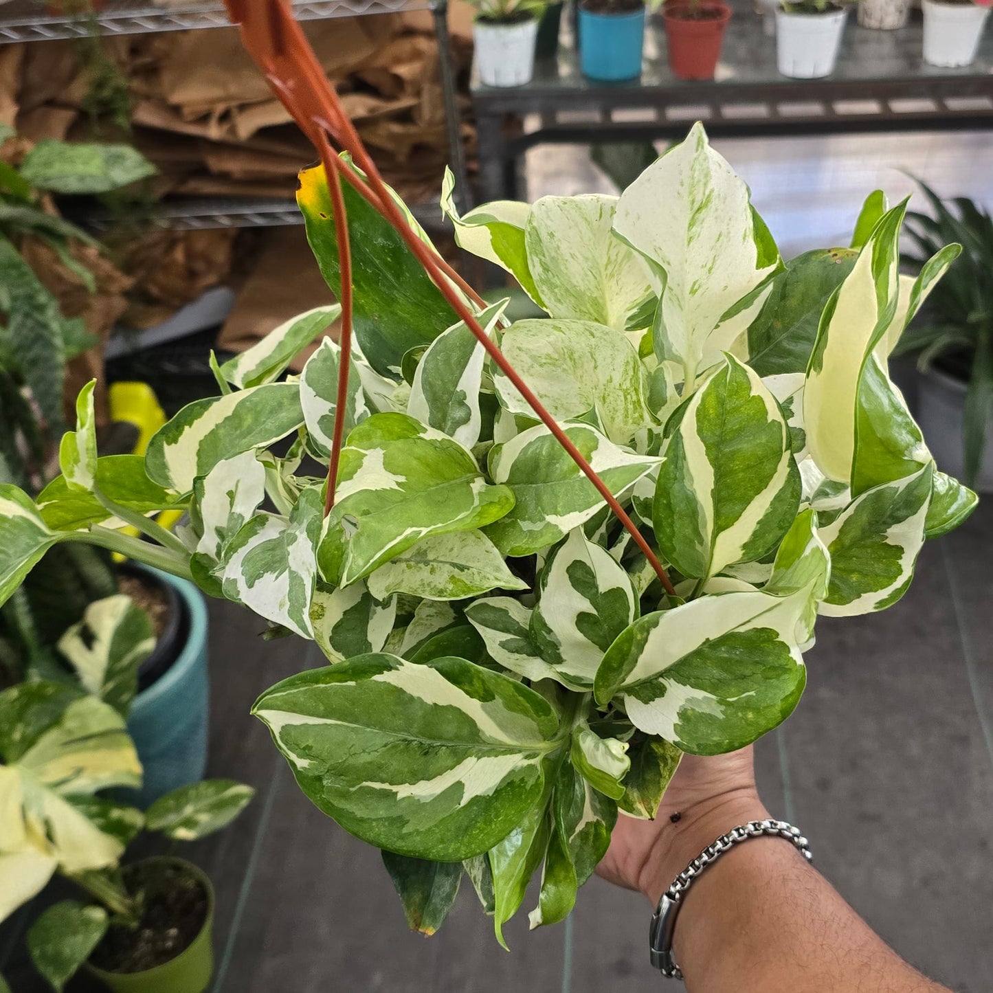 Manjula Pothos in 6 inch pot