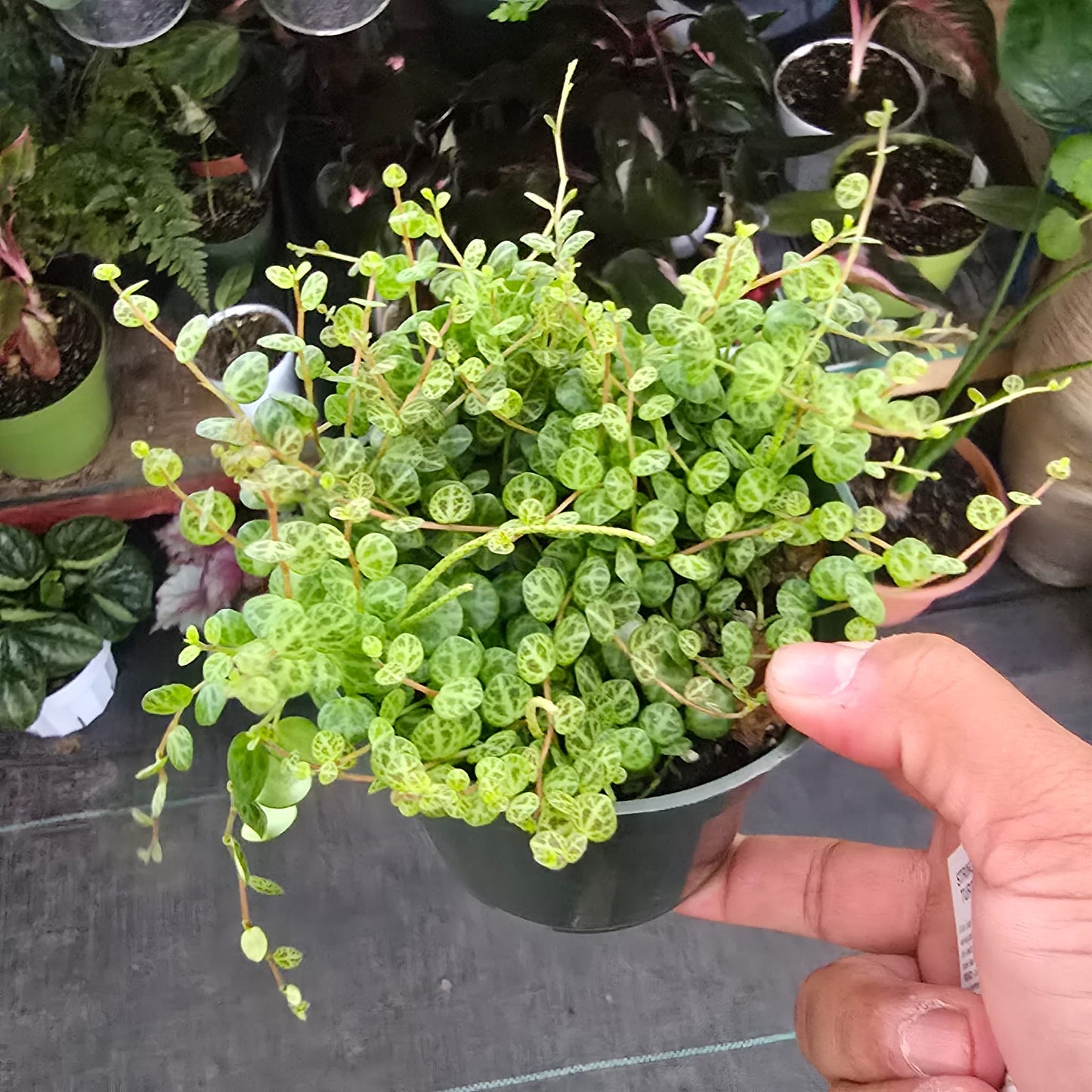 String of turtles in 4 inch pot succulent plant