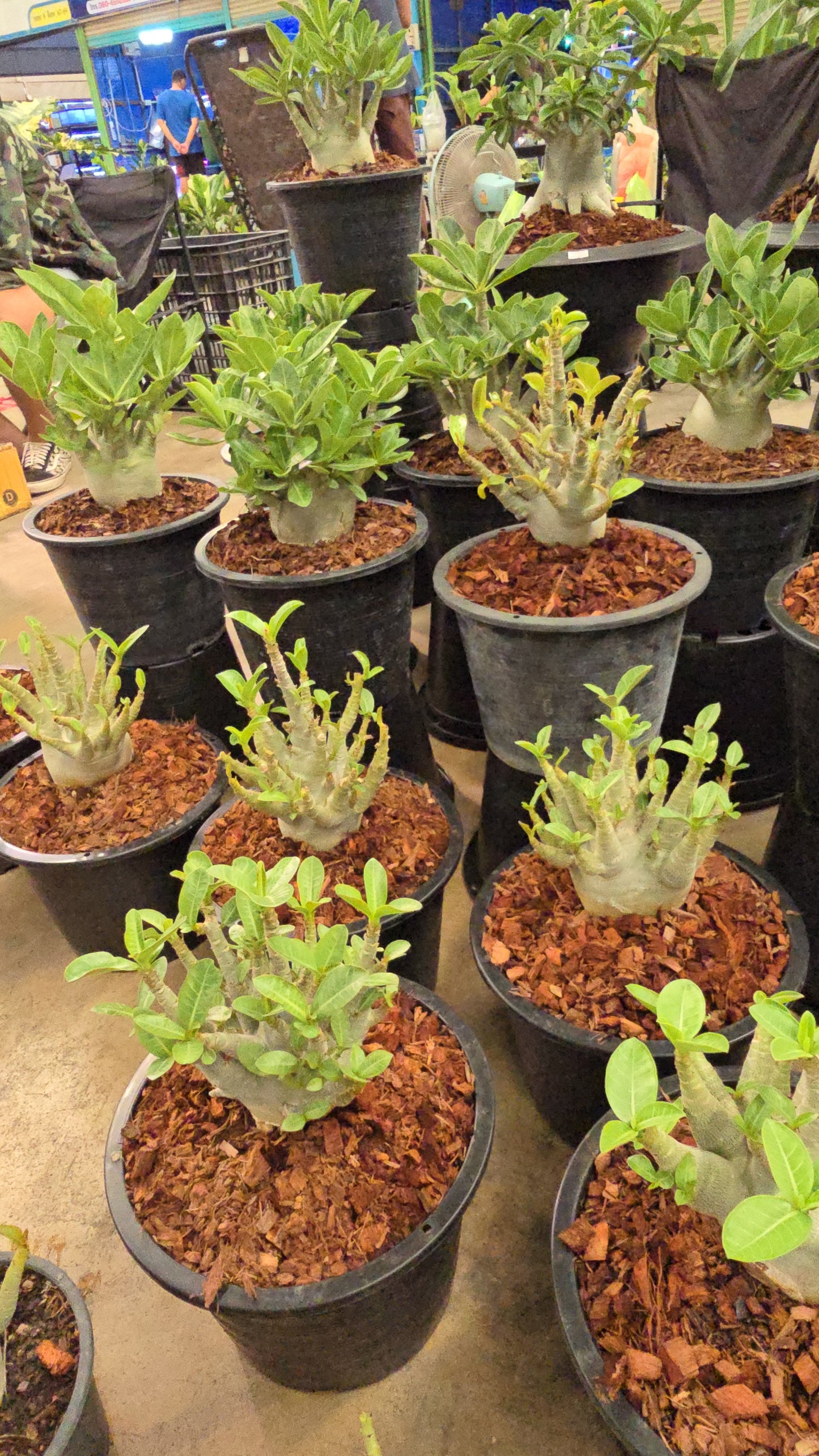 Adenium arabicum root in moss