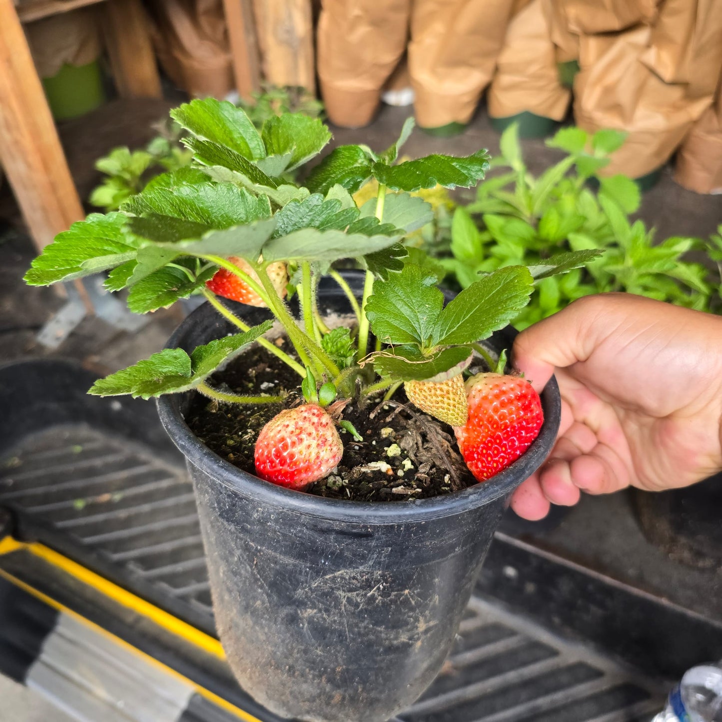 Plant Strawberry 'Senga Sengana' in 1 gallon pot