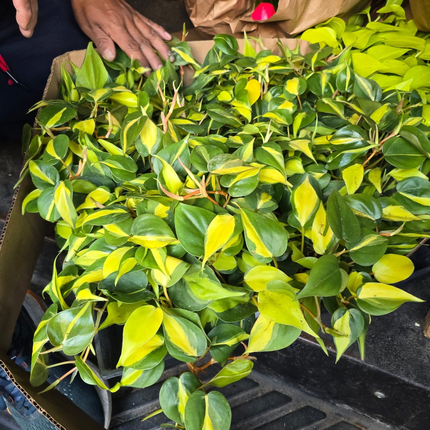 Brasil Philodendron in 4 inch pot