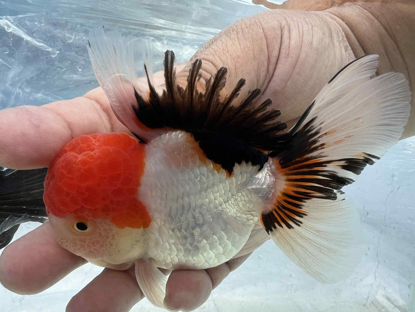(ORA-09-AA/AAA) Tri Color Oranda Short Body High Quality Wholesale Bag - Pick Size and Quantity in Bag