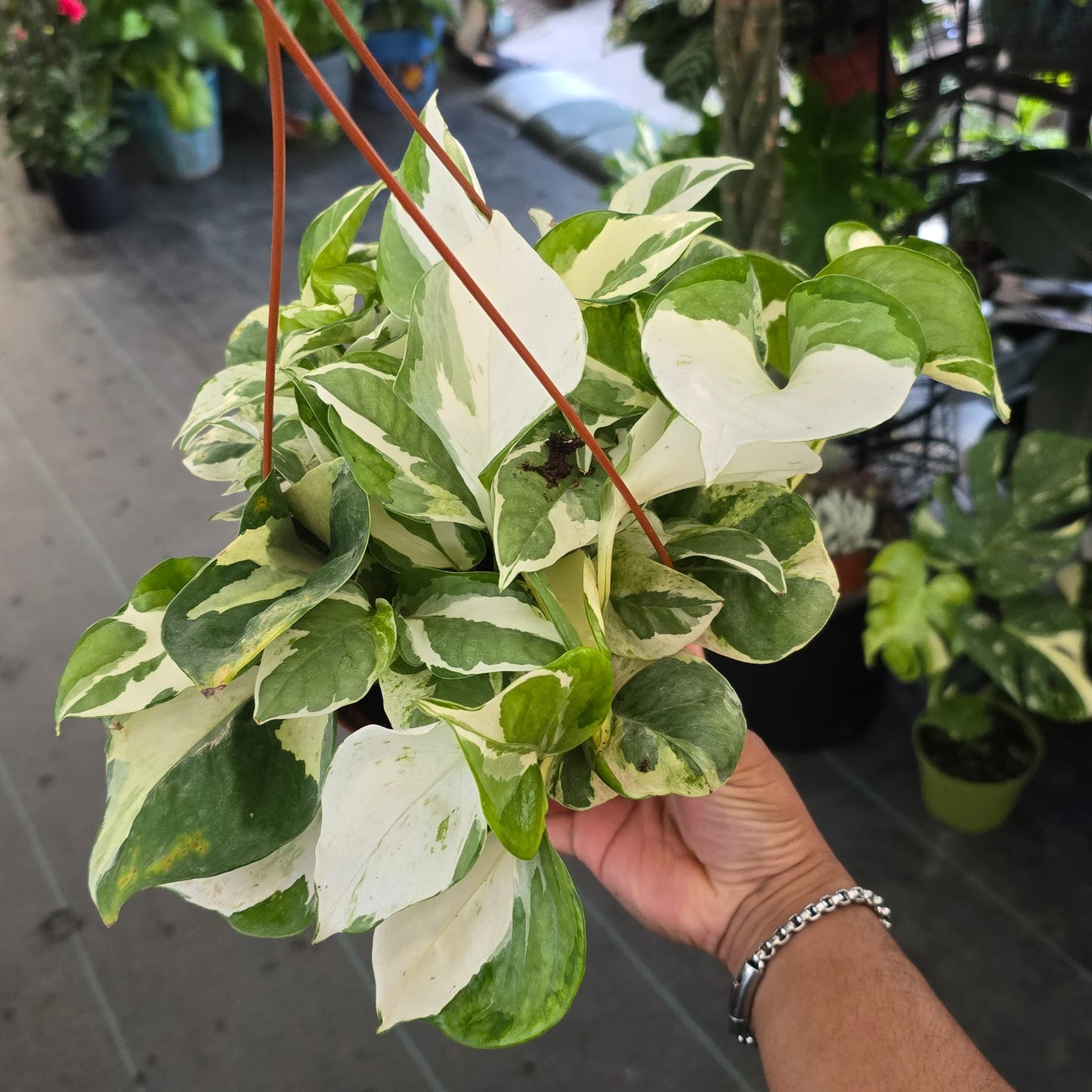 Manjula Rare Pothos Plant indoor easy care in 6 inch pot